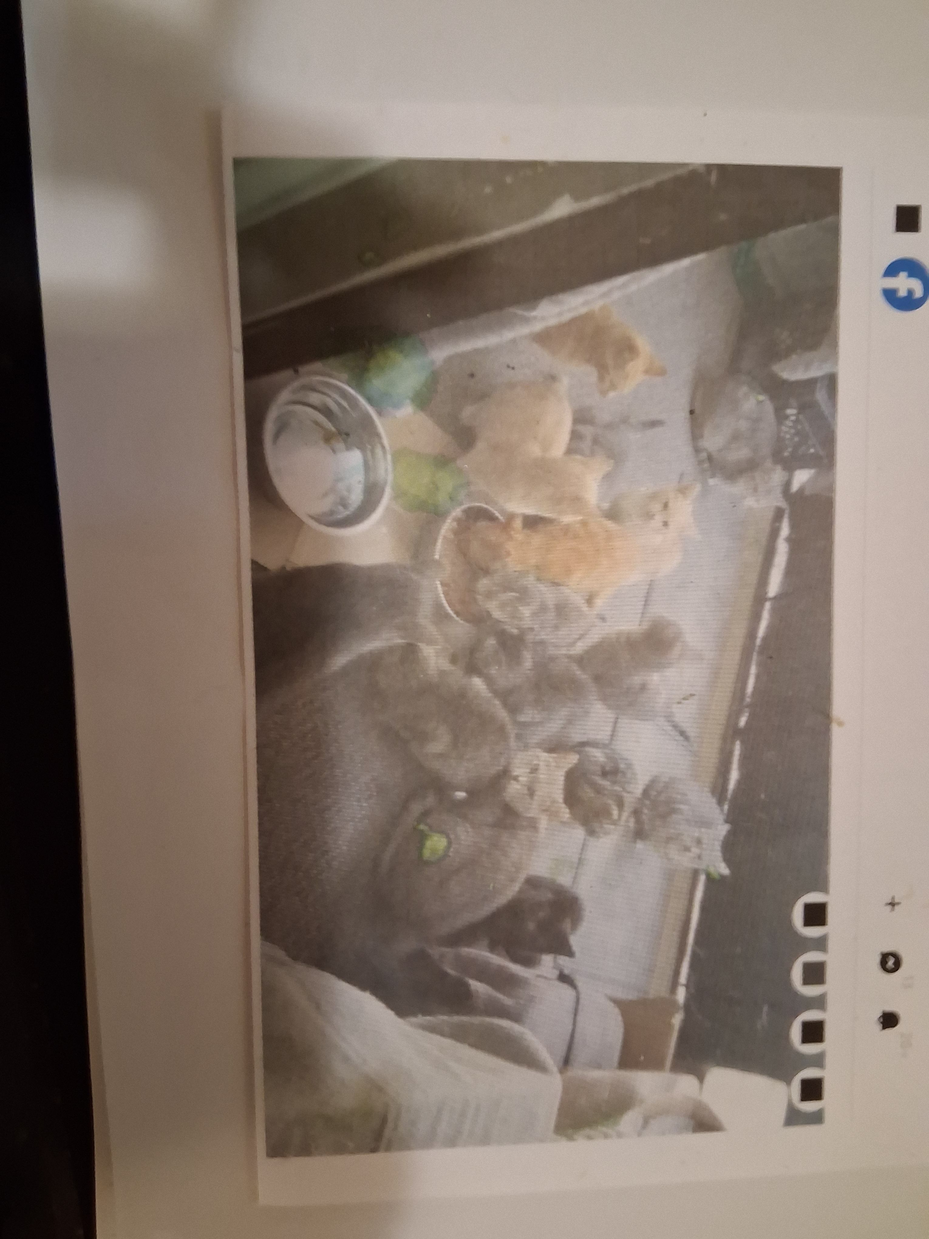 Help the furry babies to survive the cold winter campaign photo, 7 of 8