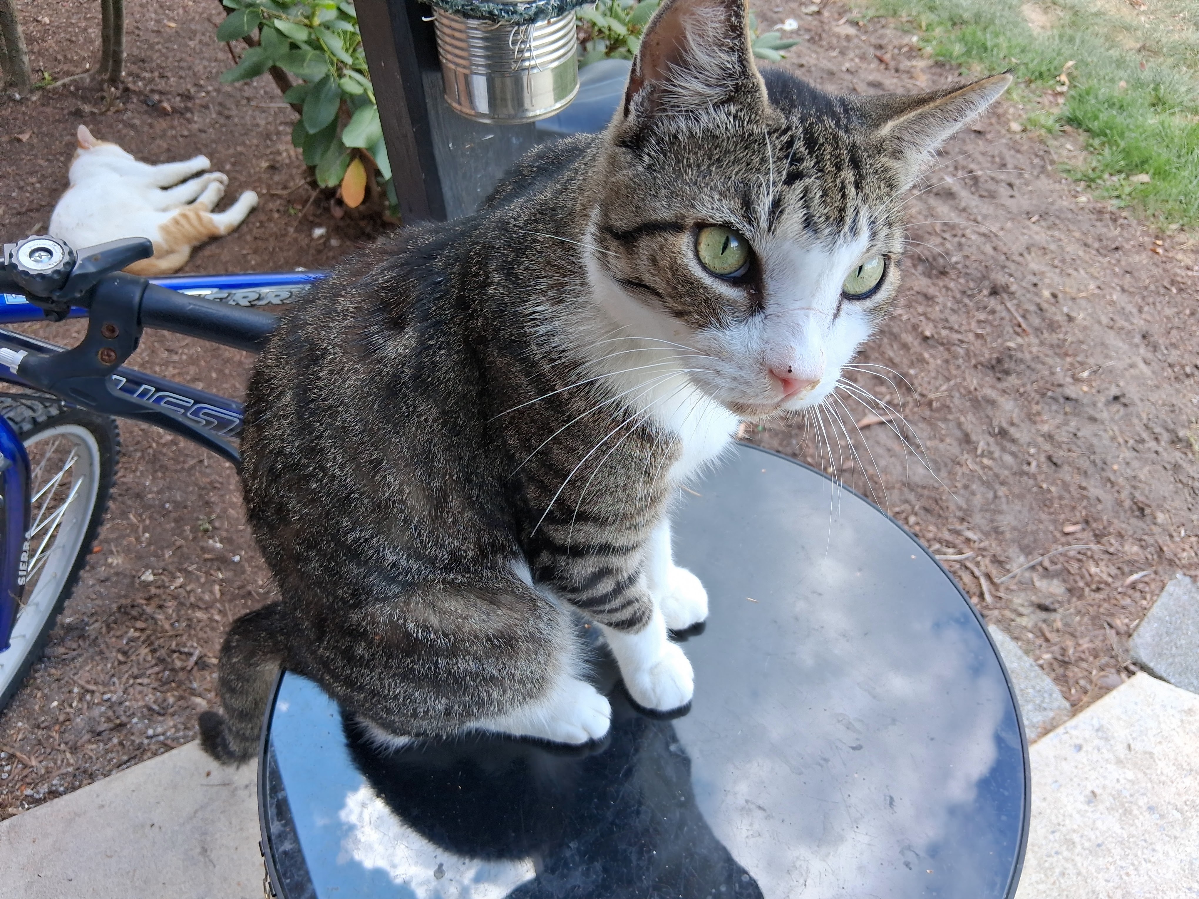 Help the furry babies to survive the cold winter campaign photo, 4 of 8