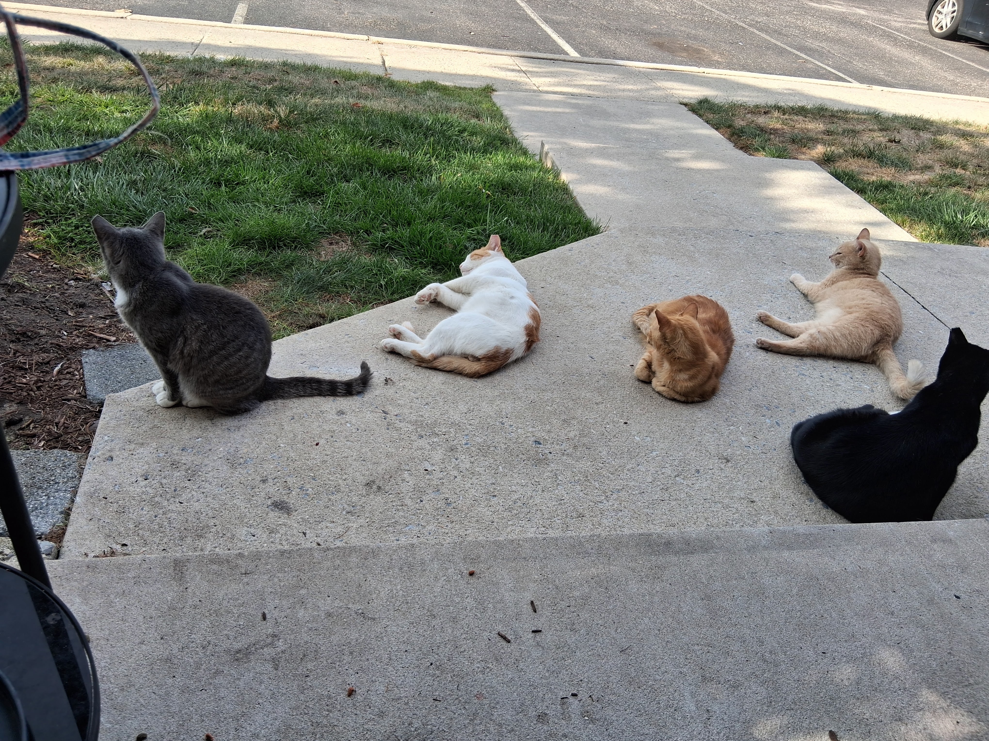 Help the furry babies to survive the cold winter campaign photo, 5 of 8
