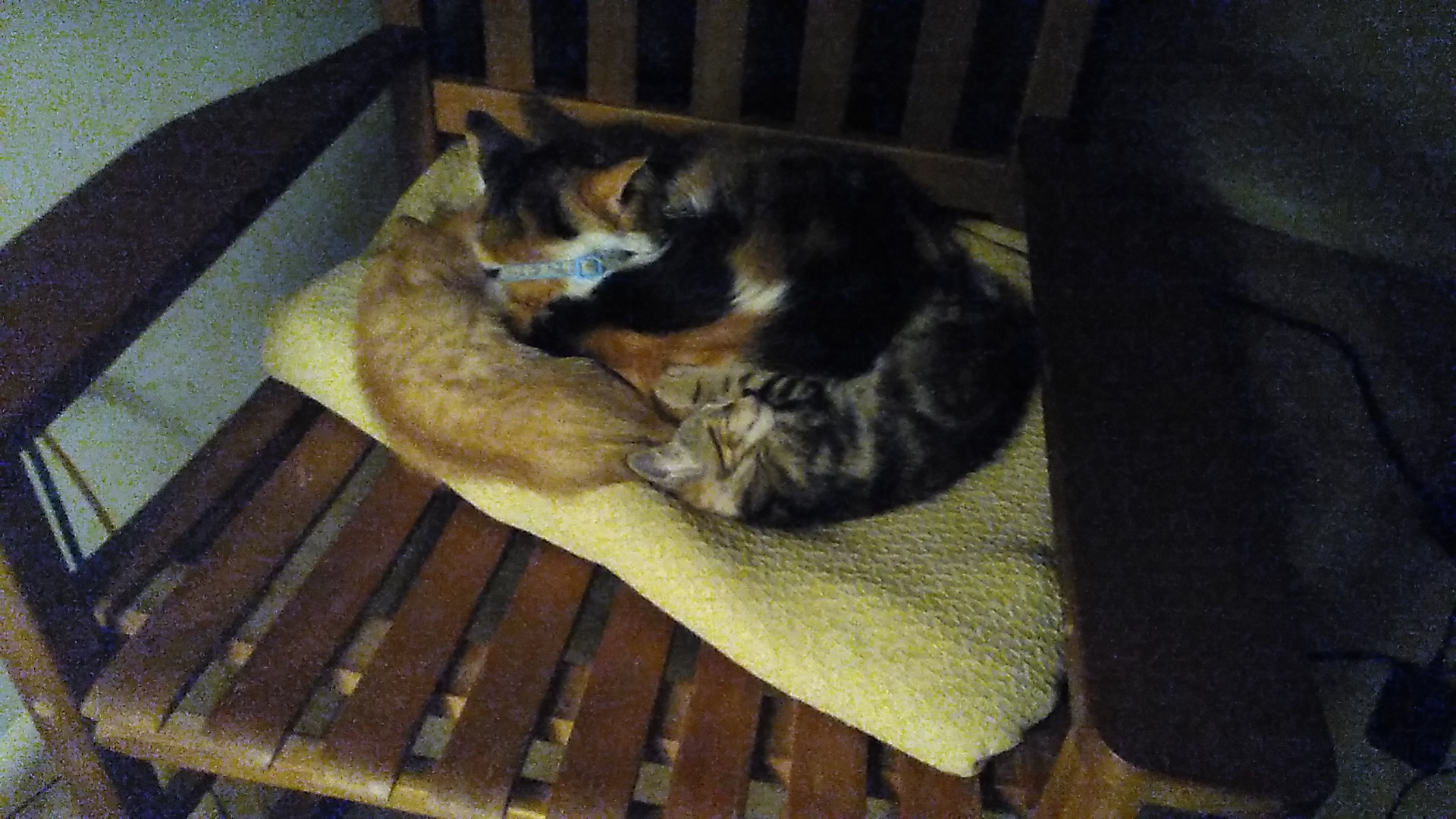 Help the furry babies to survive the cold winter campaign photo, 6 of 8