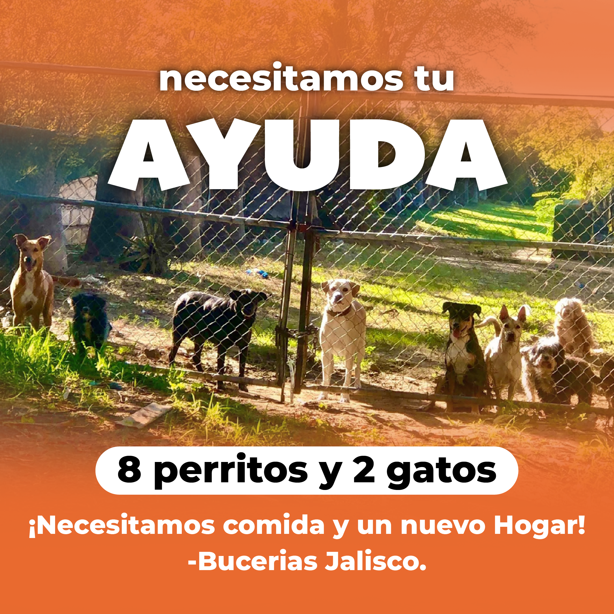8 perritos y 2 gatitos quedaron solos… tú puedes ayudarlos ! campaign photo, 7 of 8