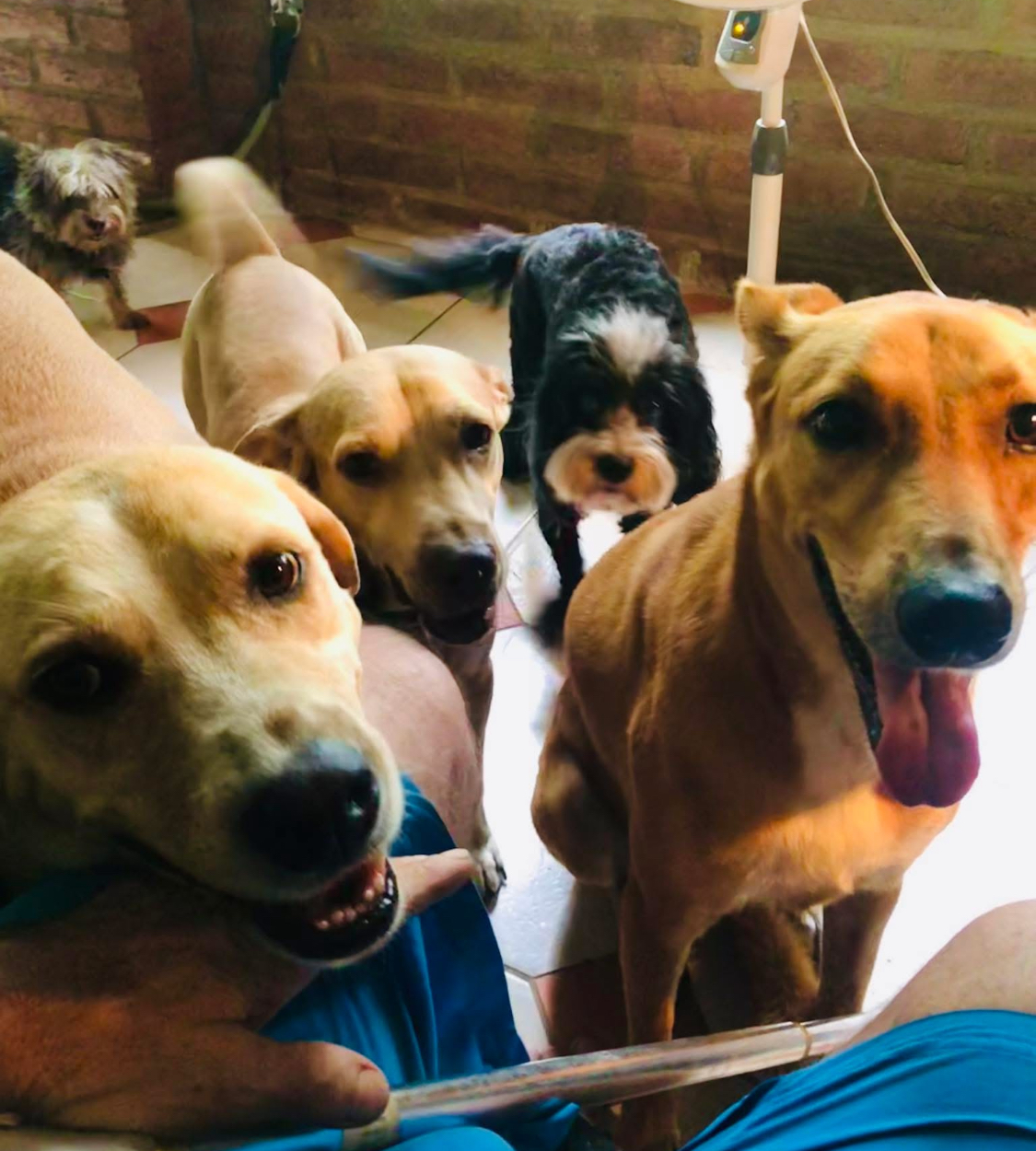 8 perritos y 2 gatitos quedaron solos… tú puedes ayudarlos ! campaign photo, 2 of 8