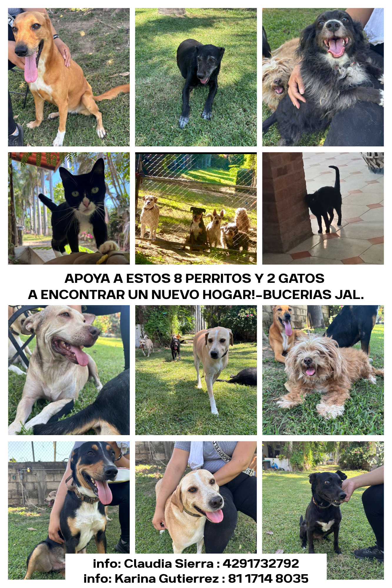 8 perritos y 2 gatitos quedaron solos… tú puedes ayudarlos ! campaign photo, 4 of 8