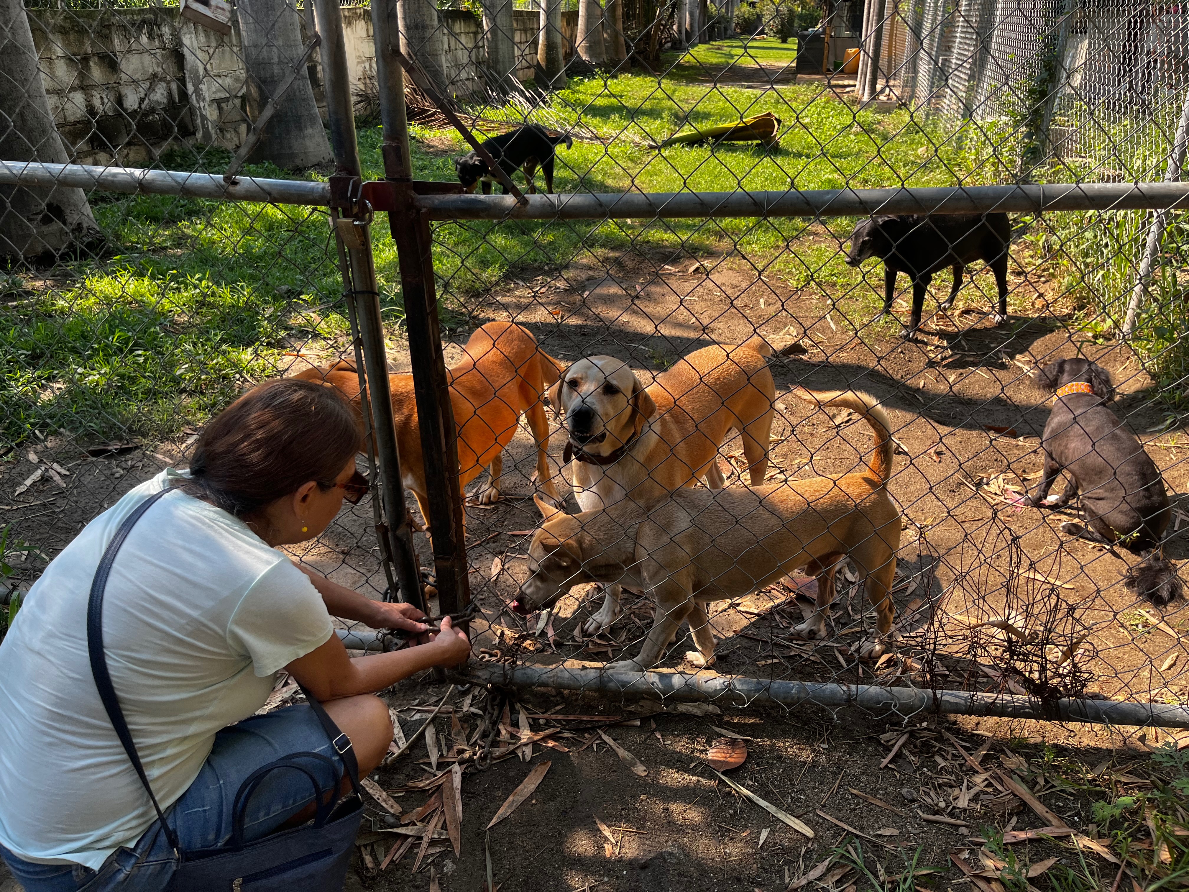 8 perritos y 2 gatitos quedaron solos… tú puedes ayudarlos ! campaign photo, 6 of 8