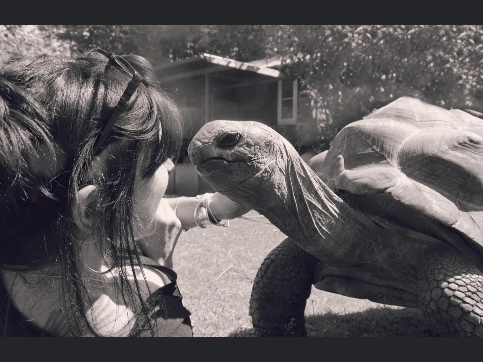Help me help tortoises campaign photo, 2 of 6