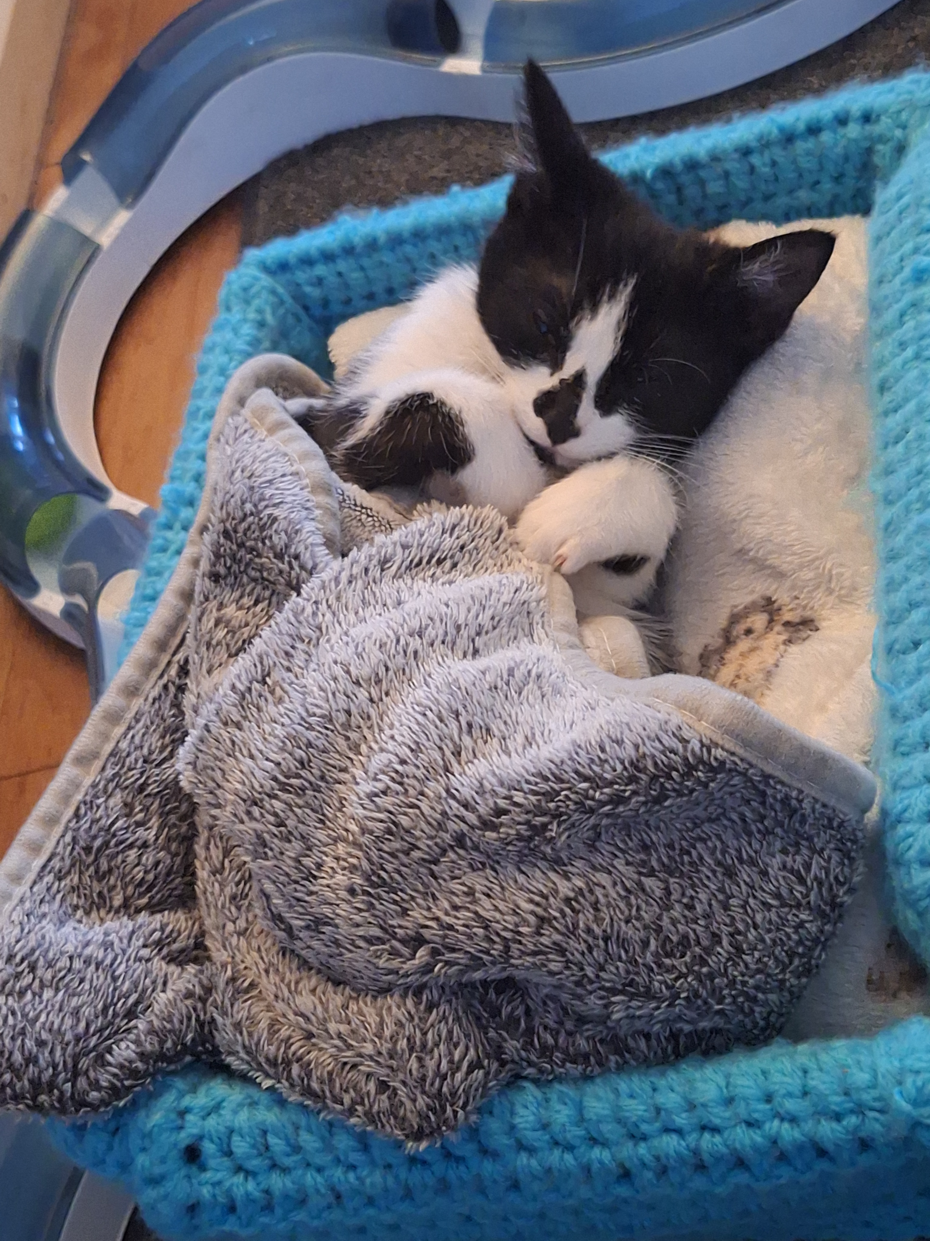 Help Daisy the Wobbly Kitten campaign photo, 7 of 8