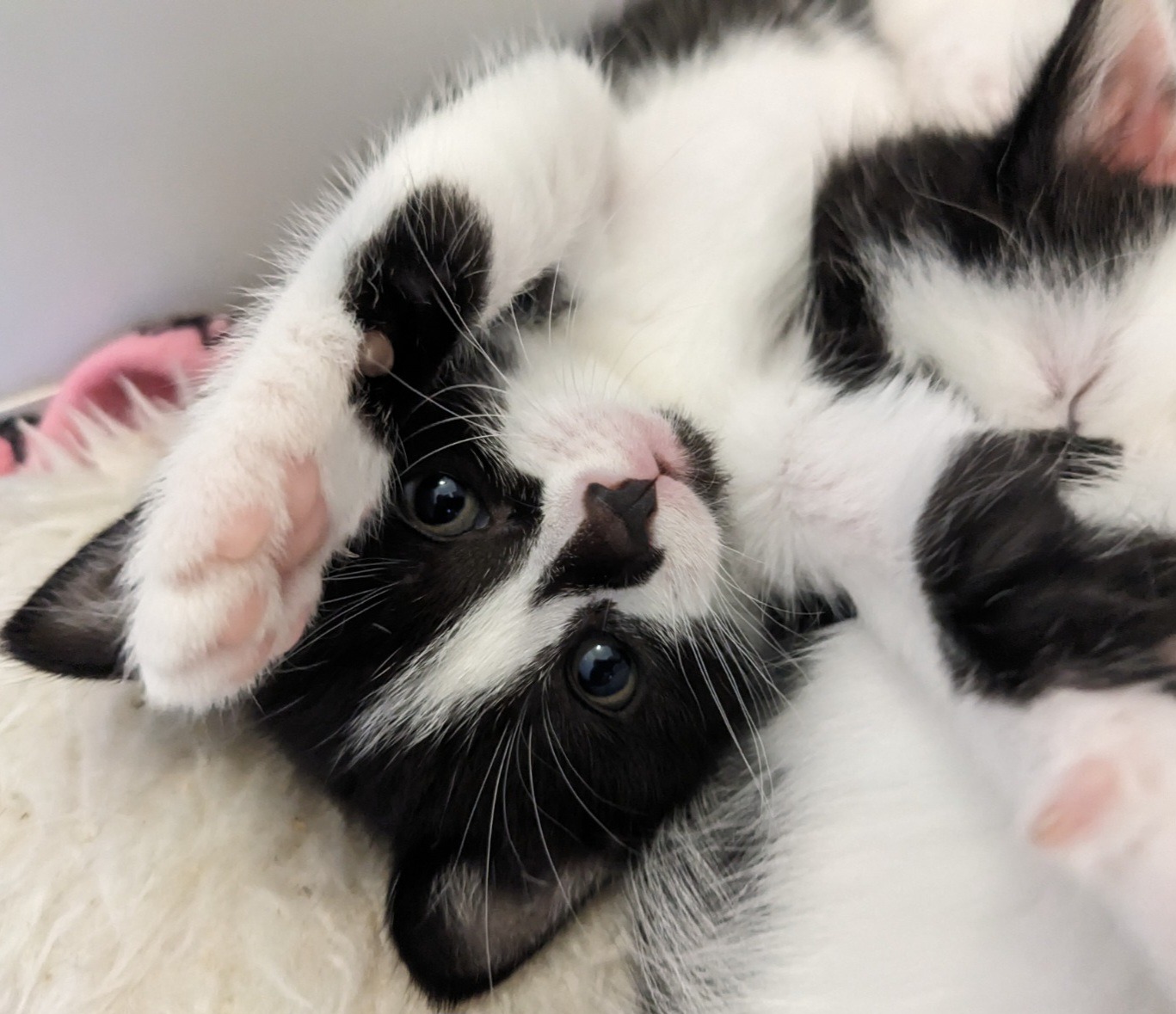 Help Daisy the Wobbly Kitten campaign photo, 2 of 8