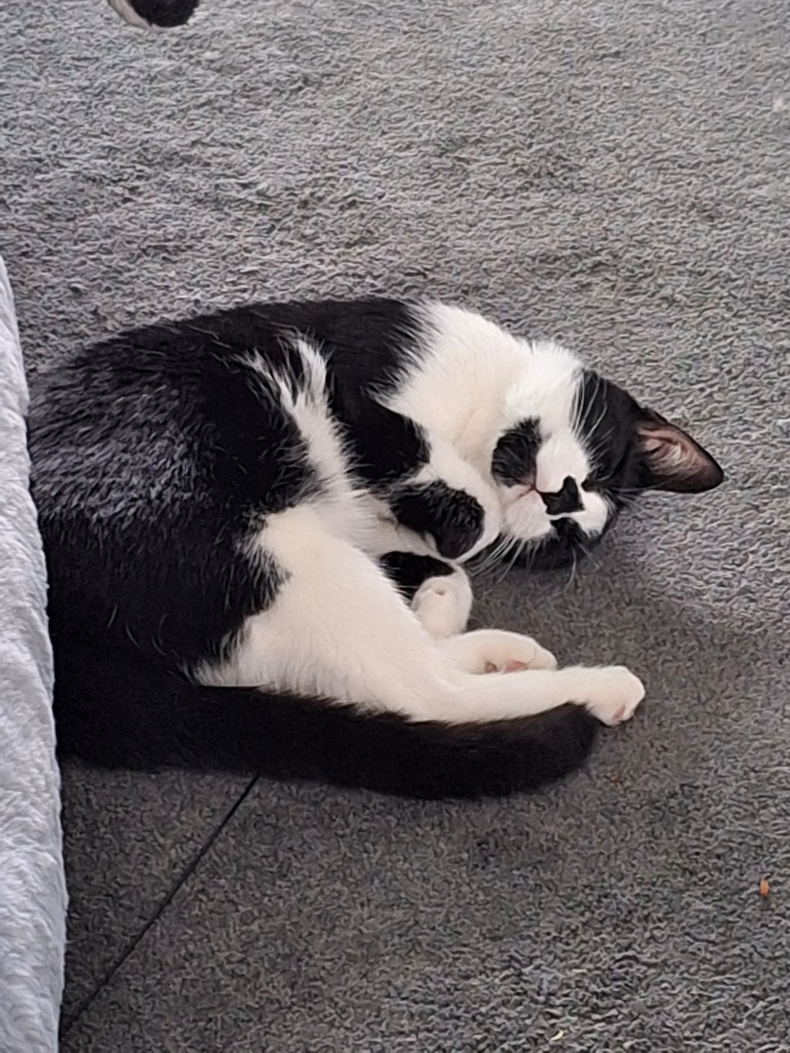 Help Daisy the Wobbly Kitten campaign photo, 4 of 8