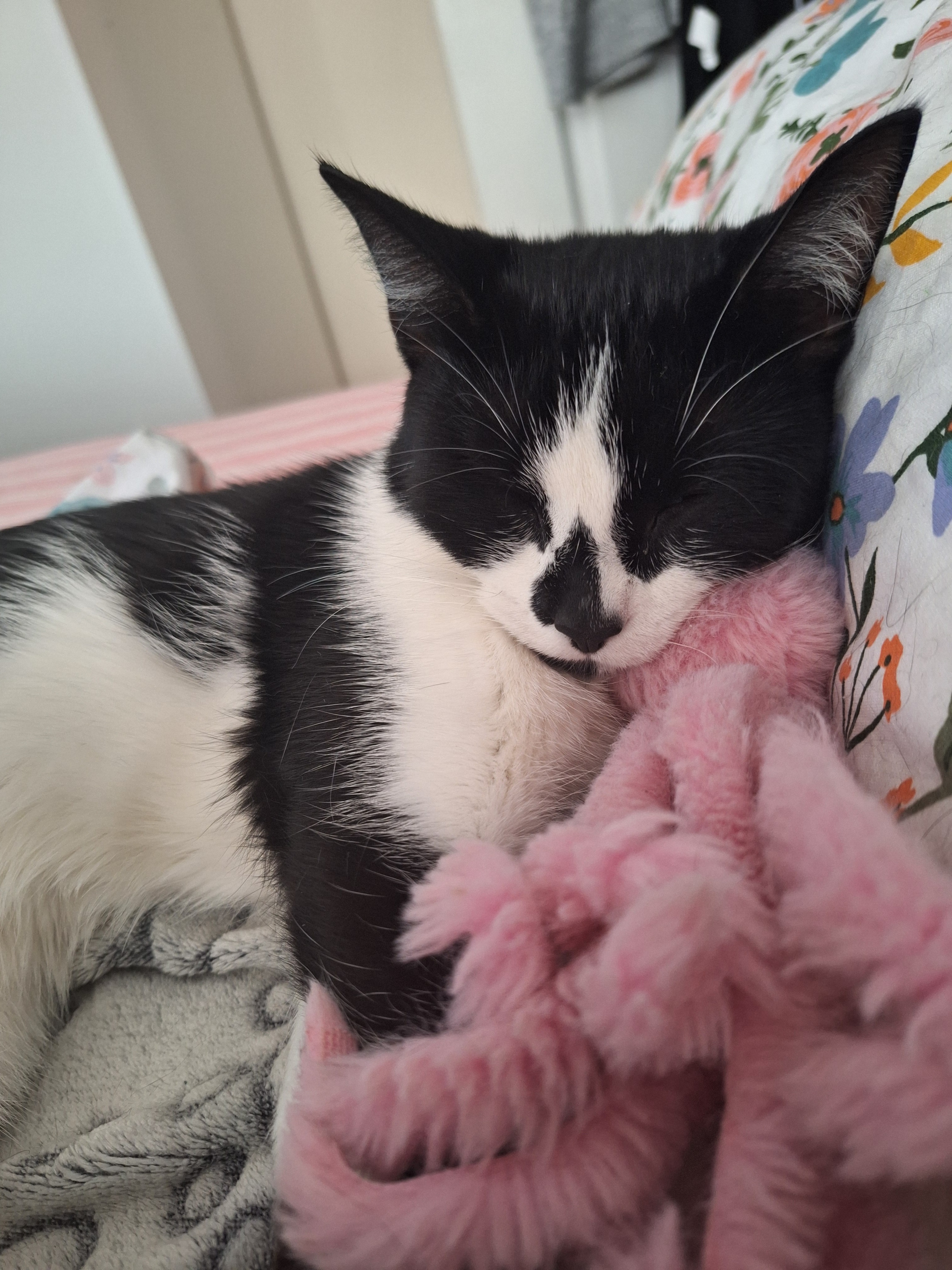 Help Daisy the Wobbly Kitten campaign photo, 5 of 8