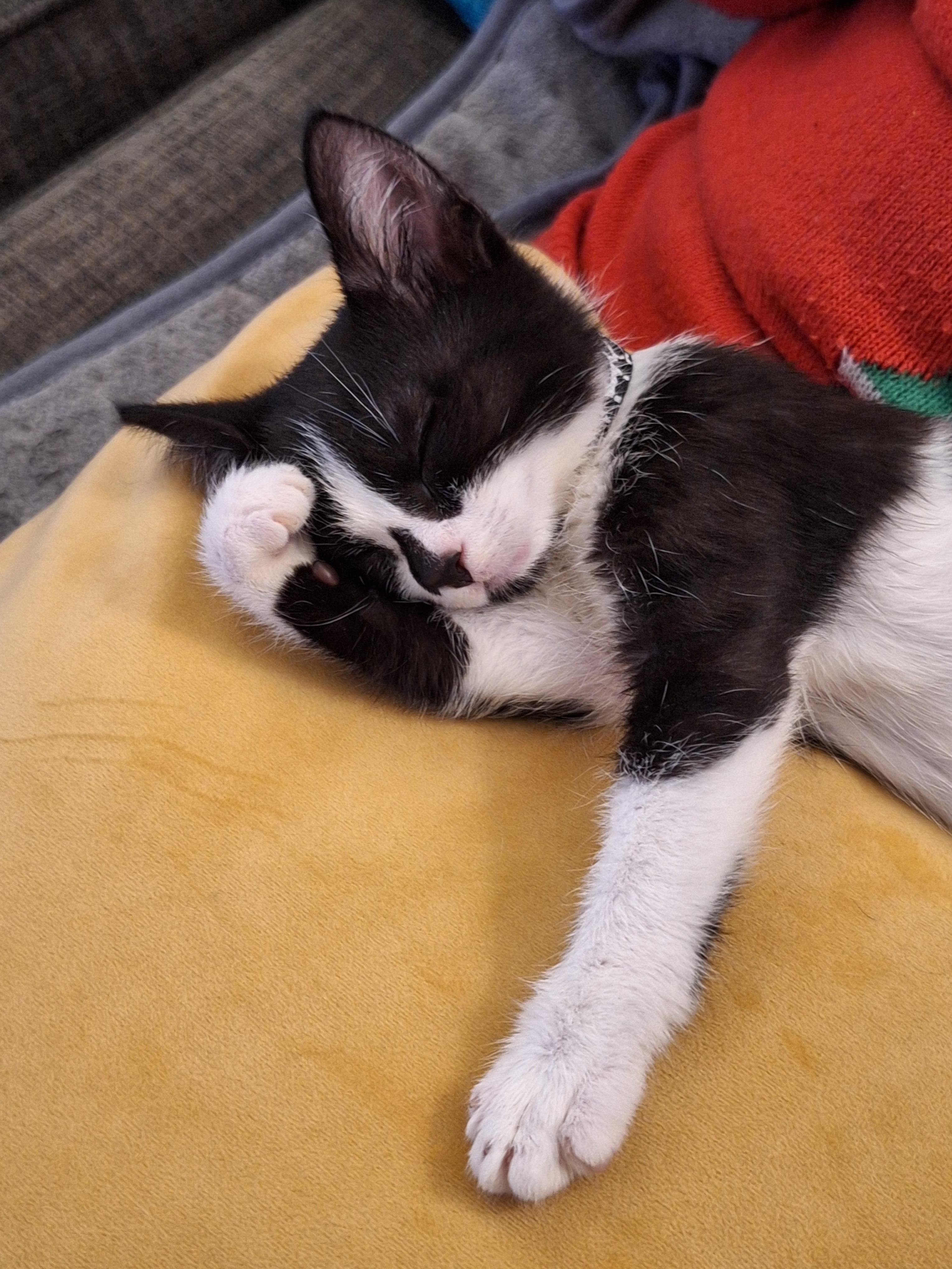 Help Daisy the Wobbly Kitten campaign photo, 6 of 8