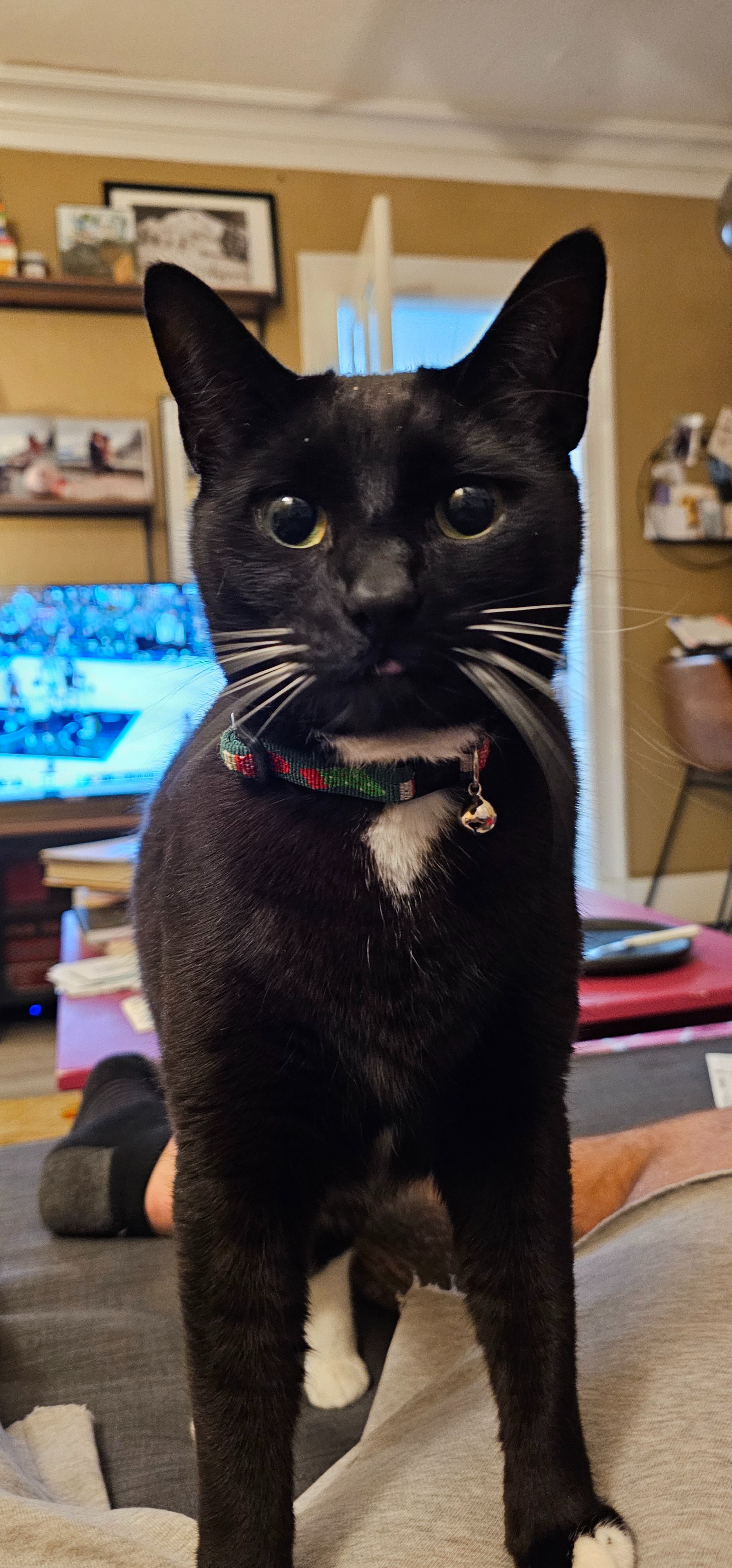 Kuzco the cat asks you to help Zach and Zelda campaign photo, 2 of 7