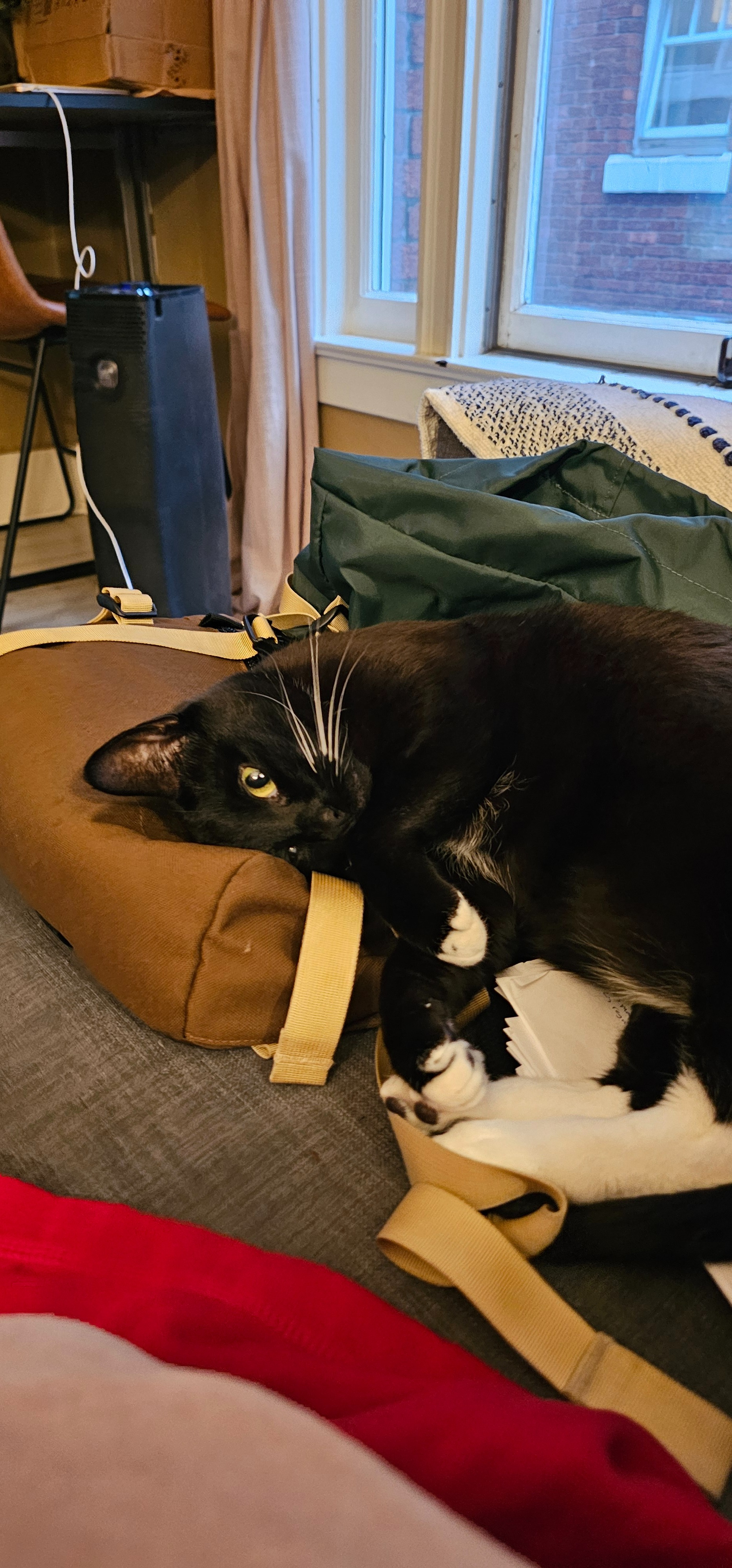 Kuzco the cat asks you to help Zach and Zelda campaign photo, 4 of 7