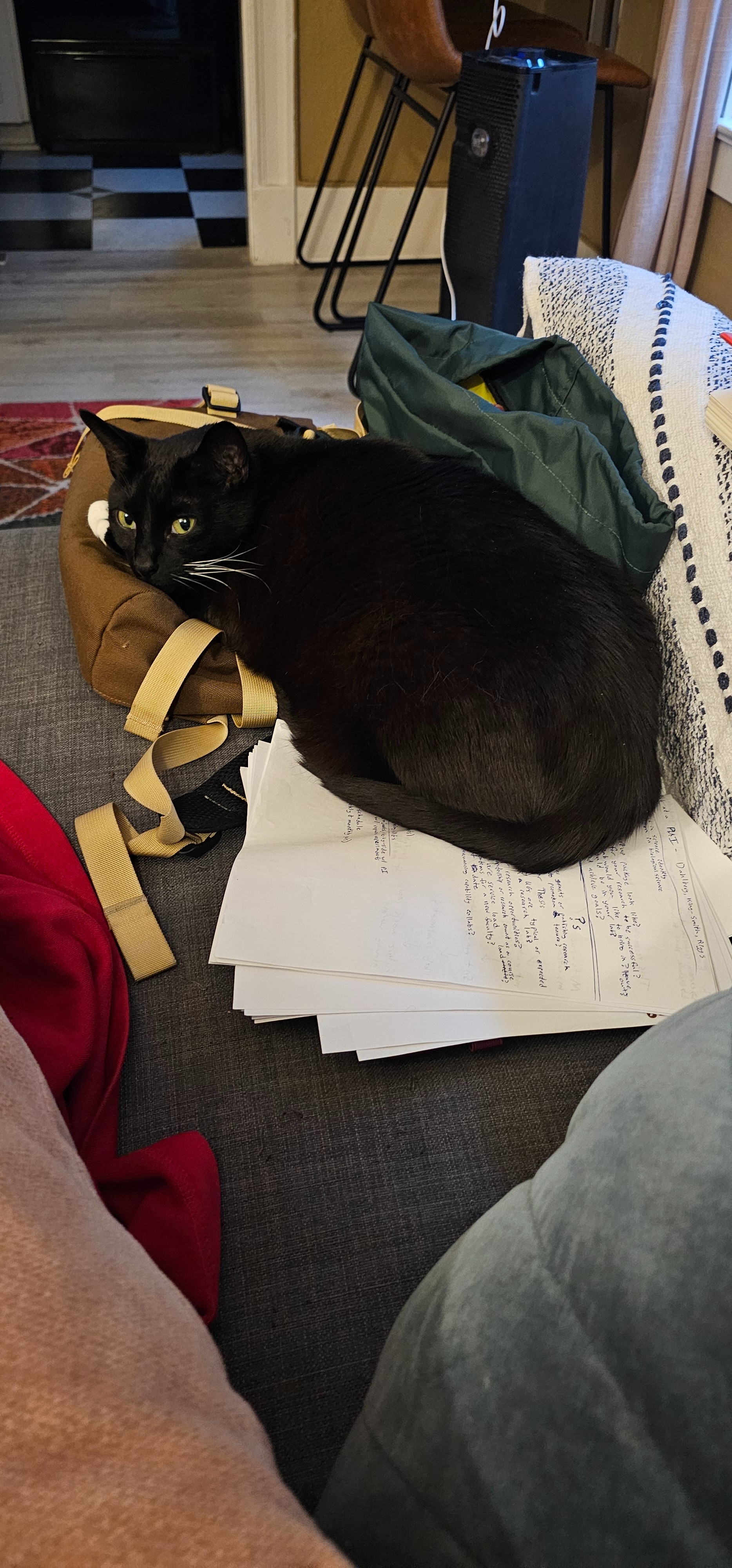 Kuzco the cat asks you to help Zach and Zelda campaign photo, 5 of 7