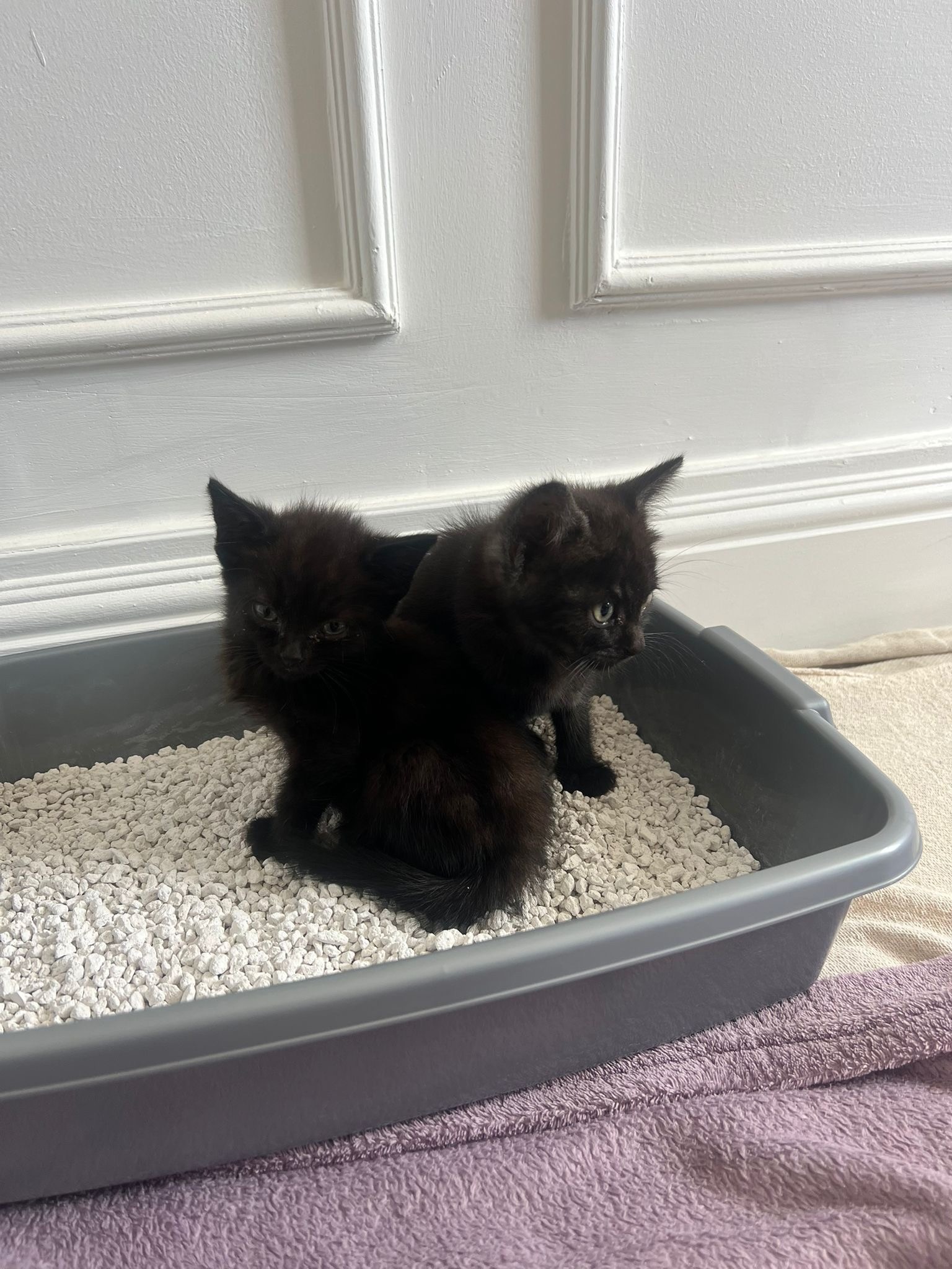 East Street Cats & Kittens campaign photo, 6 of 7