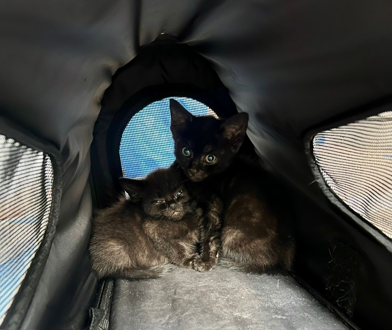 East Street Cats & Kittens campaign photo, 4 of 7