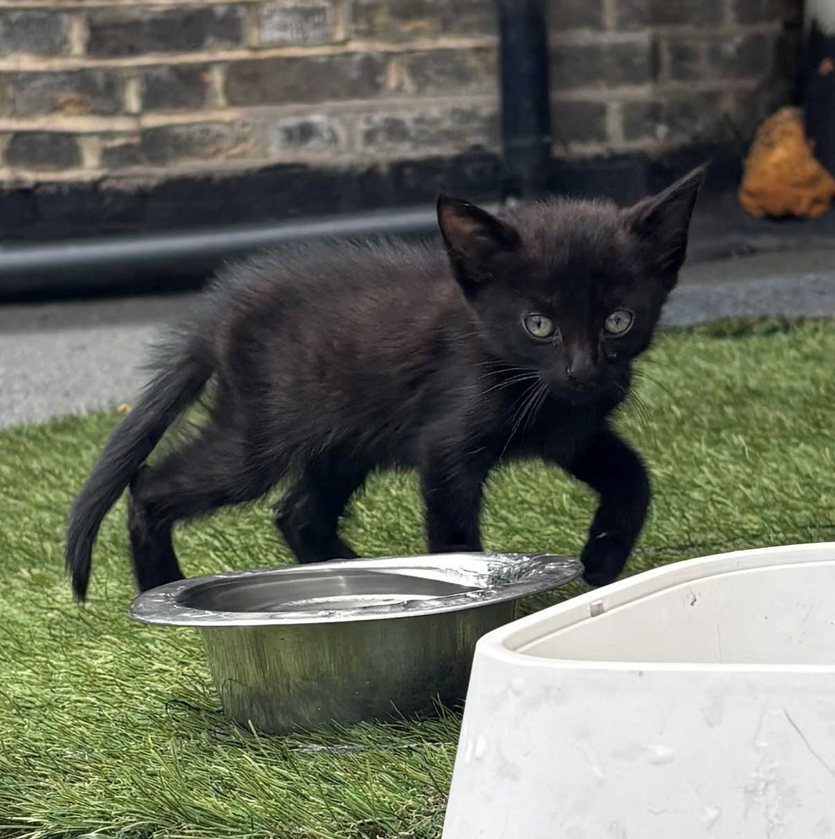 East Street Cats & Kittens campaign photo, 5 of 7