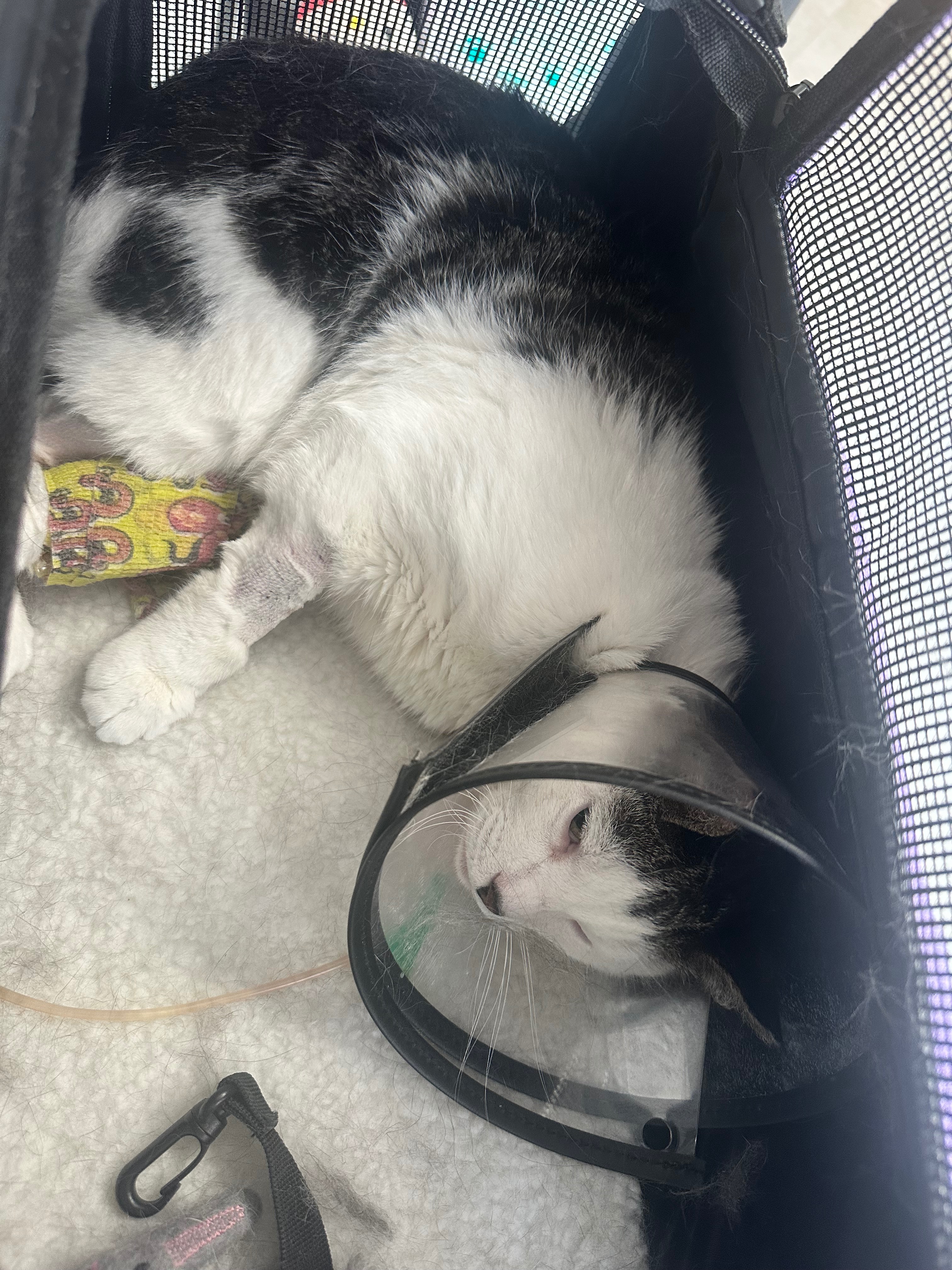 Please help me protect my sweet cat campaign photo, 7 of 8