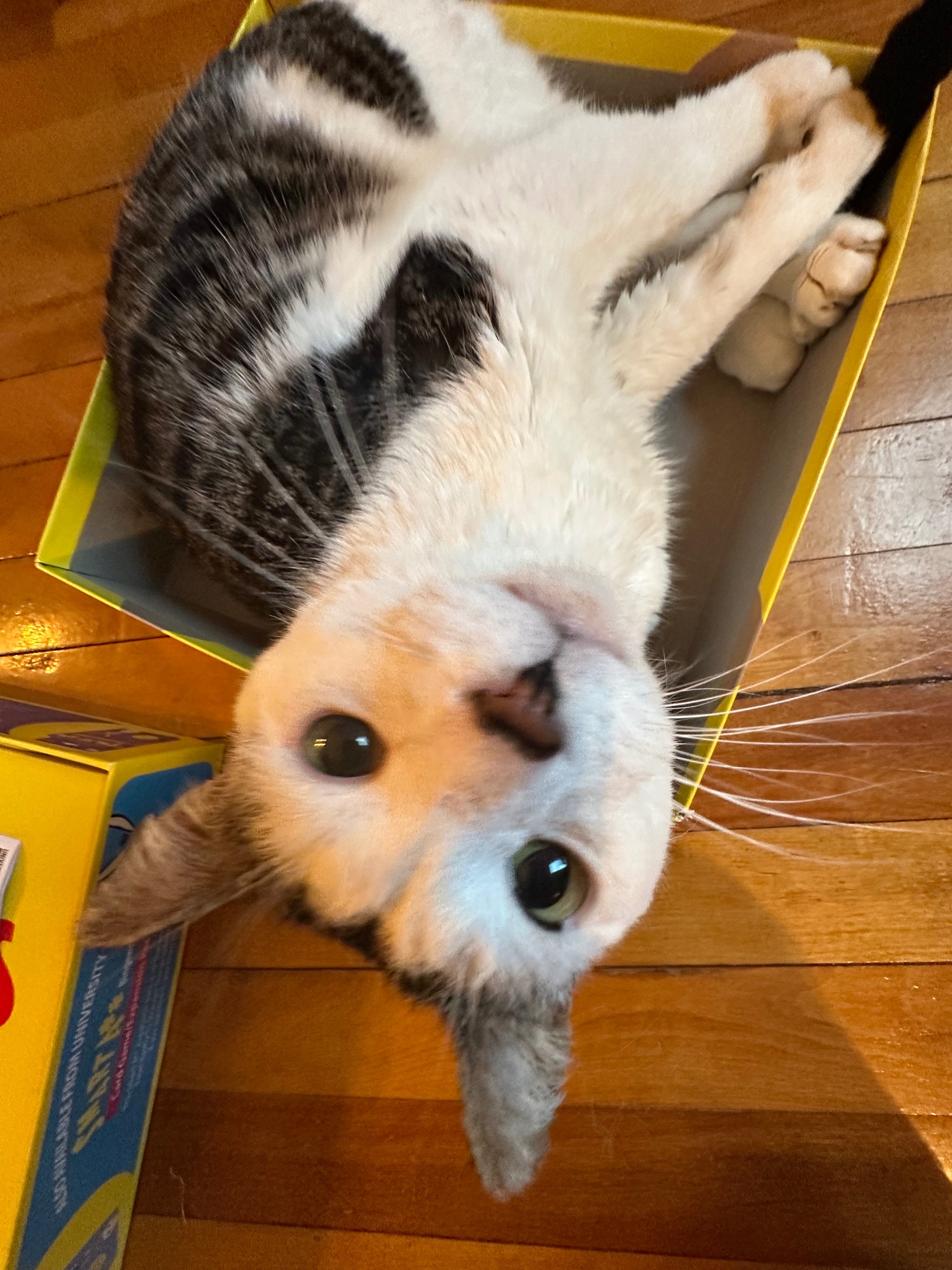 Please help me protect my sweet cat campaign photo, 2 of 8