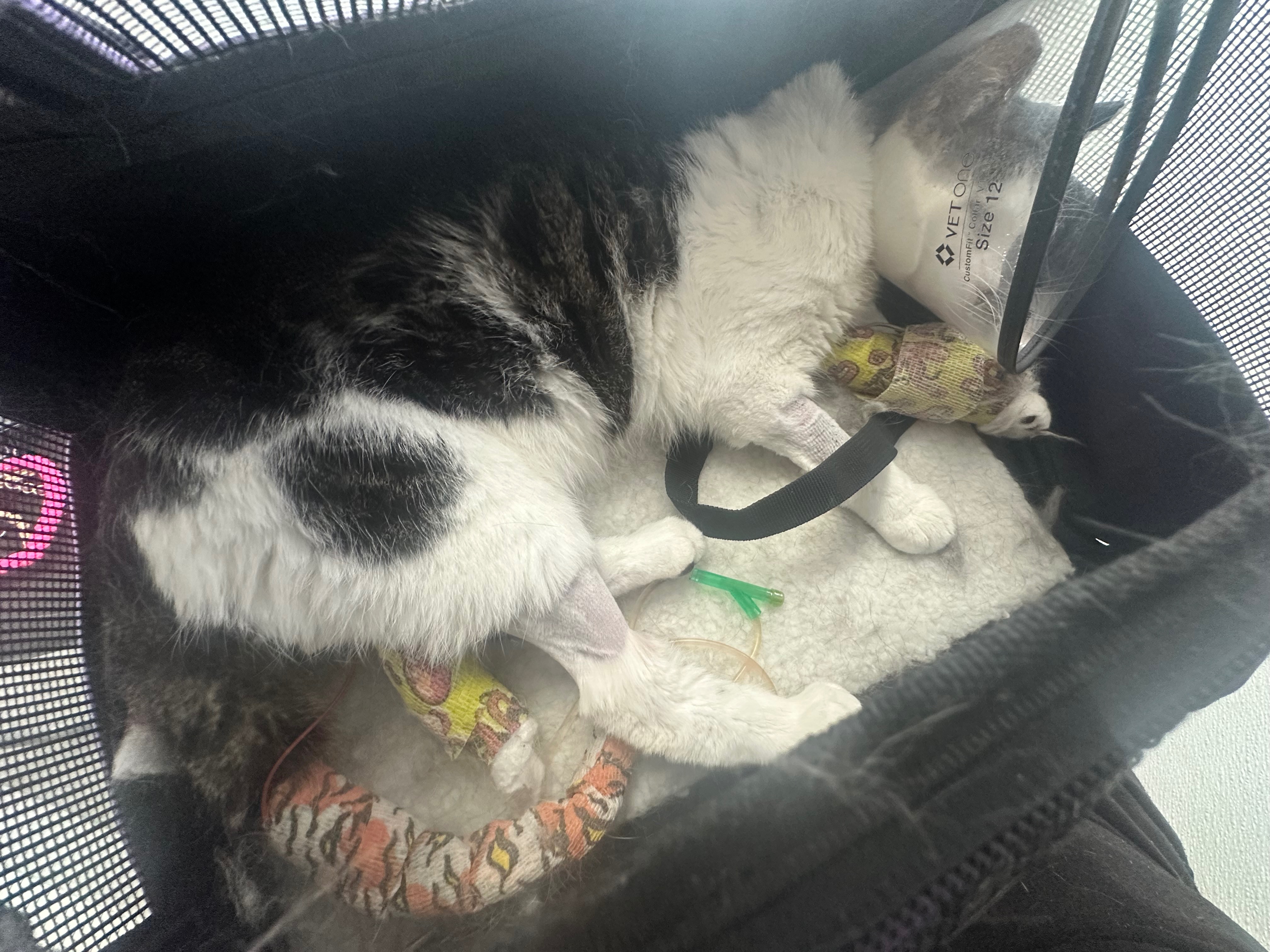 Please help me protect my sweet cat campaign photo, 4 of 8