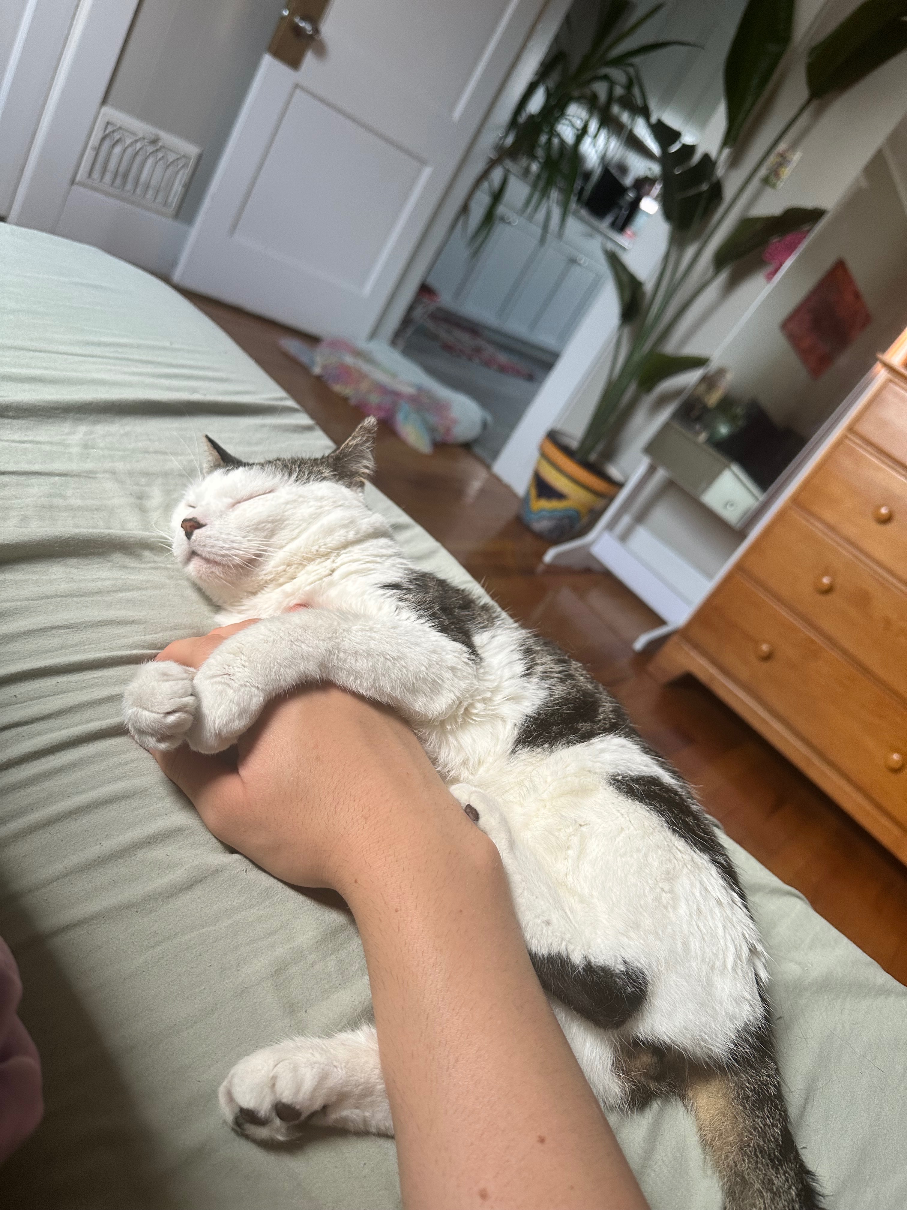 Please help me protect my sweet cat campaign photo, 5 of 8