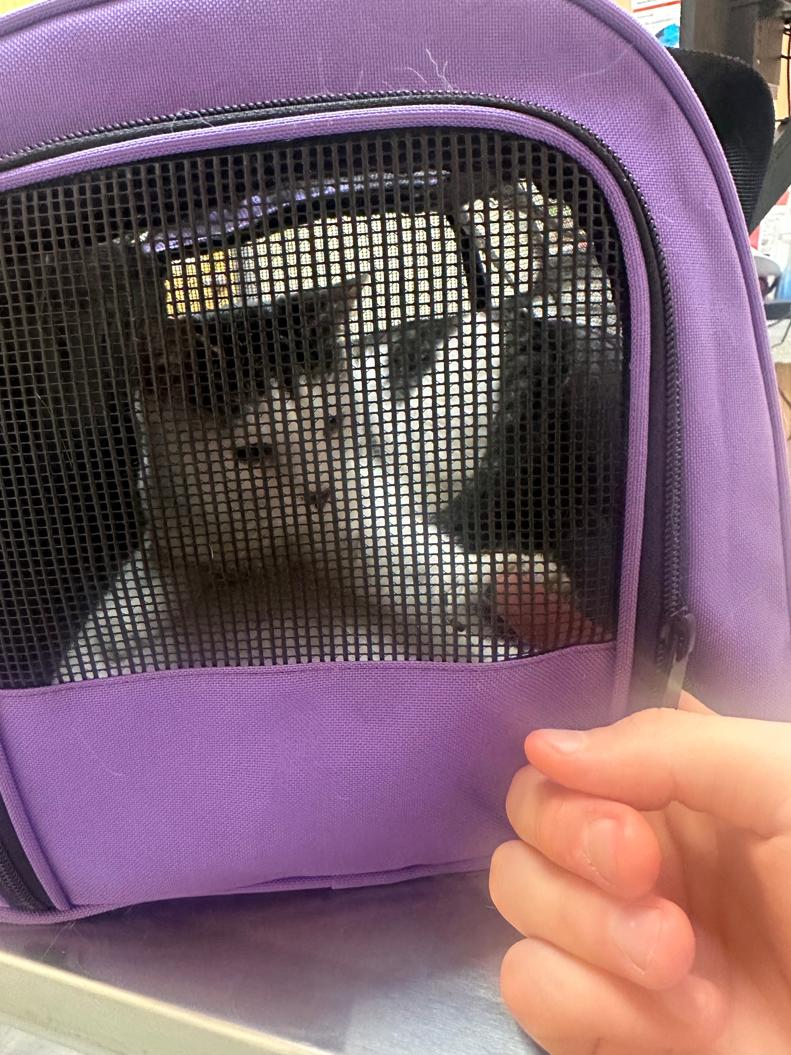 Please help me protect my sweet cat campaign photo, 6 of 8