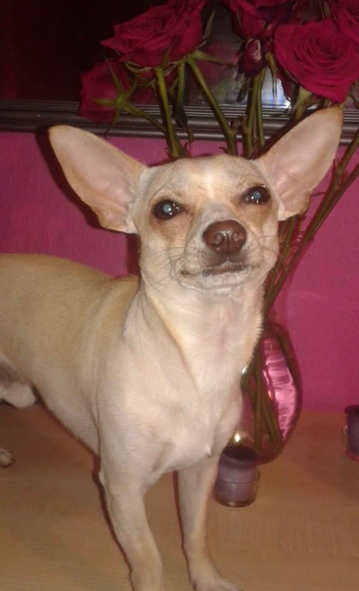 Getting my dogs ashes back as I’m so lost without him campaign photo, 2 of 7