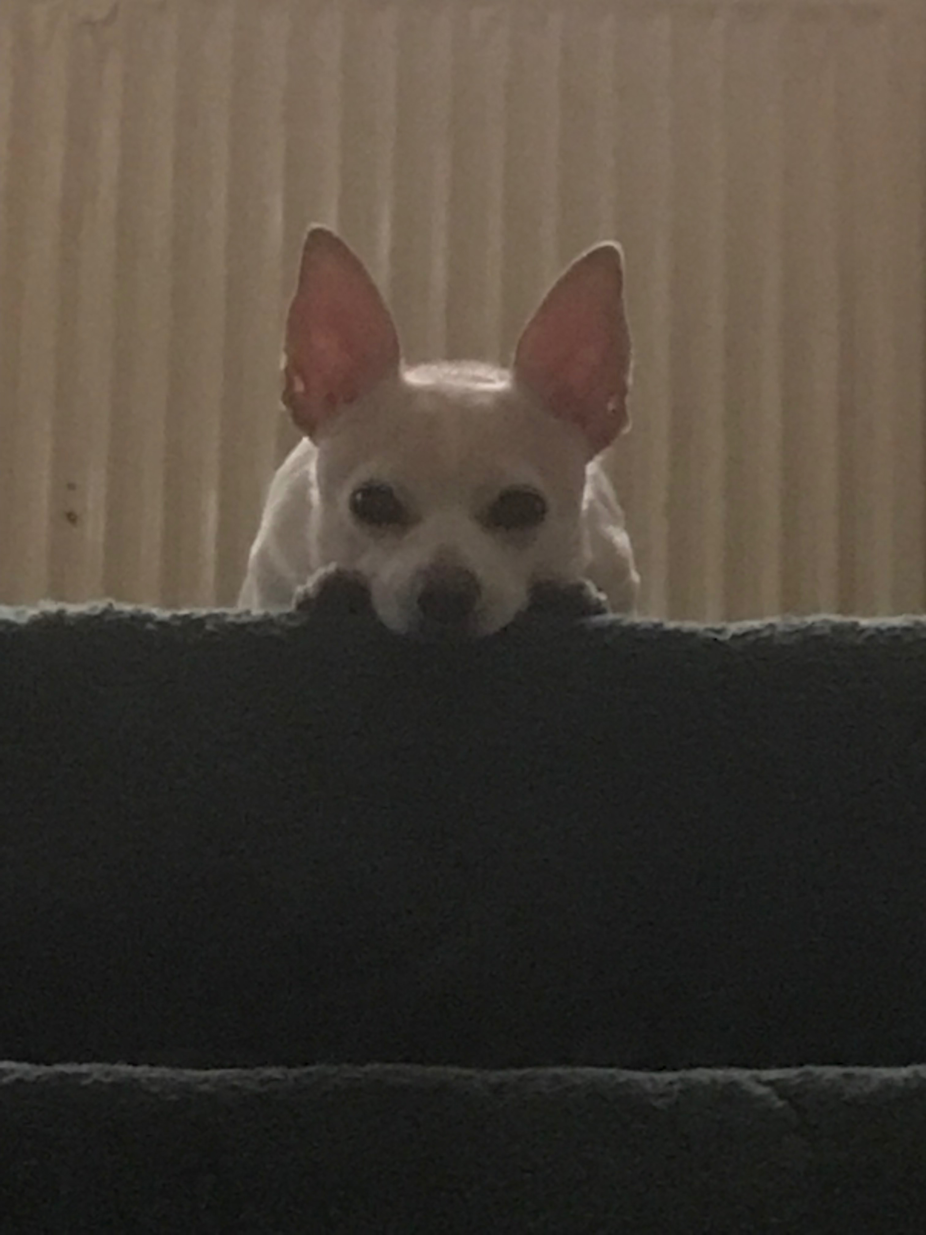 Getting my dogs ashes back as I’m so lost without him campaign photo, 4 of 7