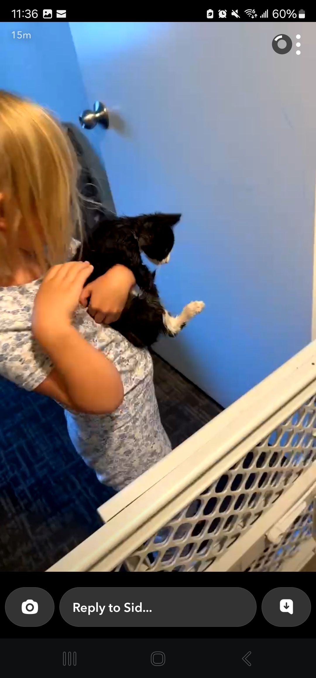 Help Frank the Kitten Heal After Amputation campaign photo, 7 of 8