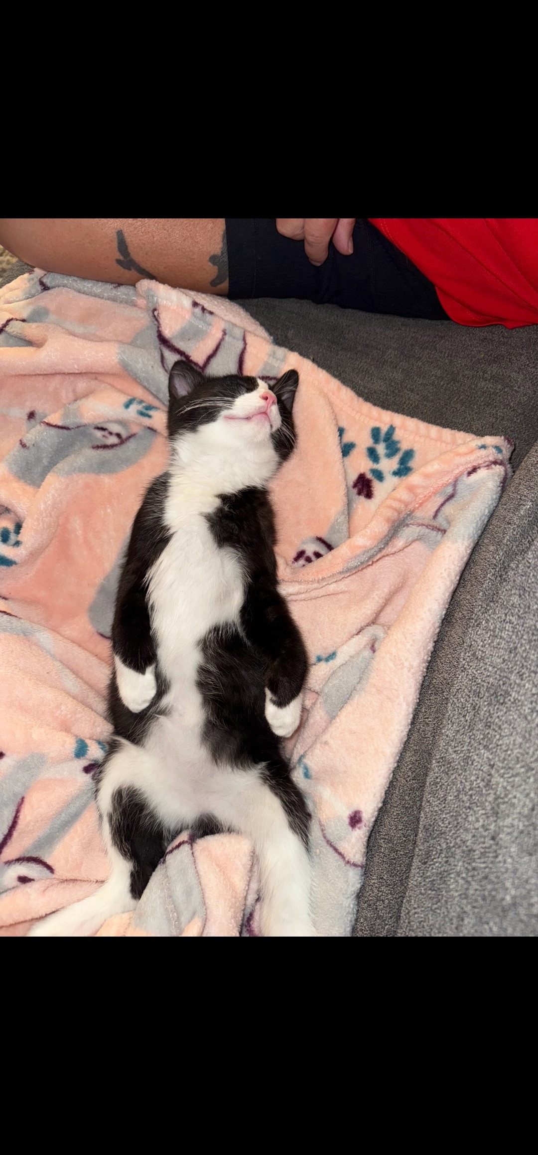 Help Frank the Kitten Heal After Amputation campaign photo, 2 of 8