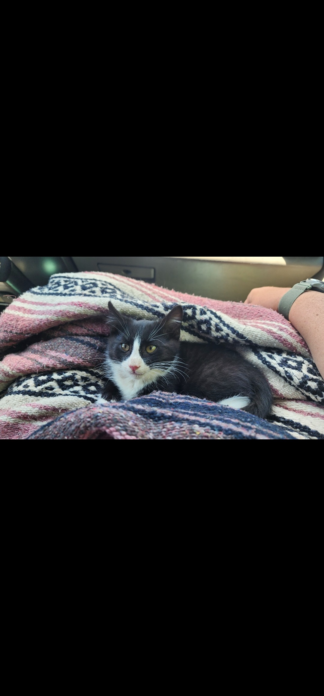 Help Frank the Kitten Heal After Amputation campaign photo, 5 of 8