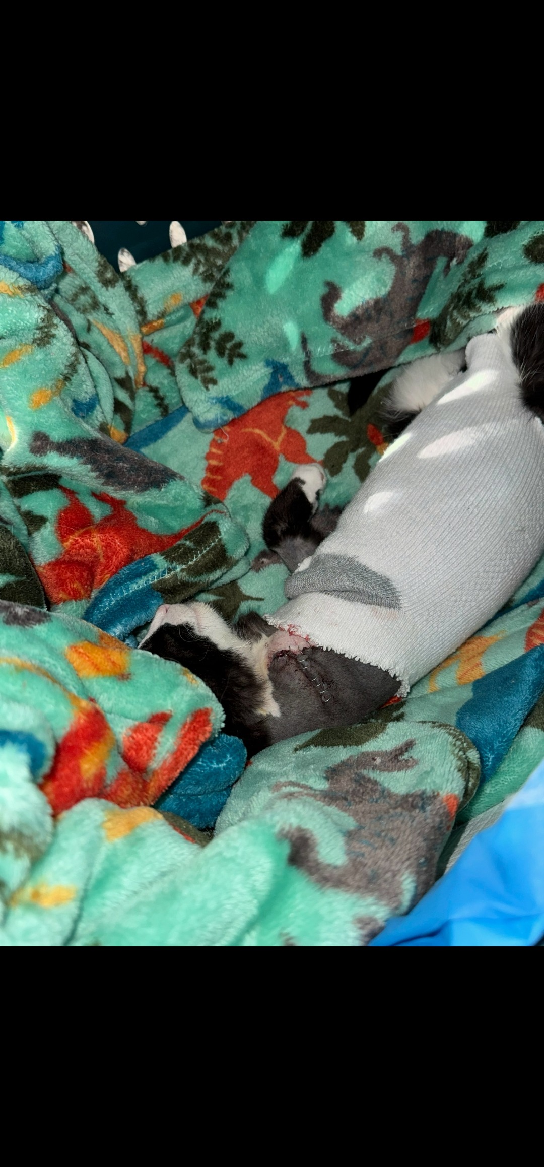Help Frank the Kitten Heal After Amputation campaign photo, 6 of 8