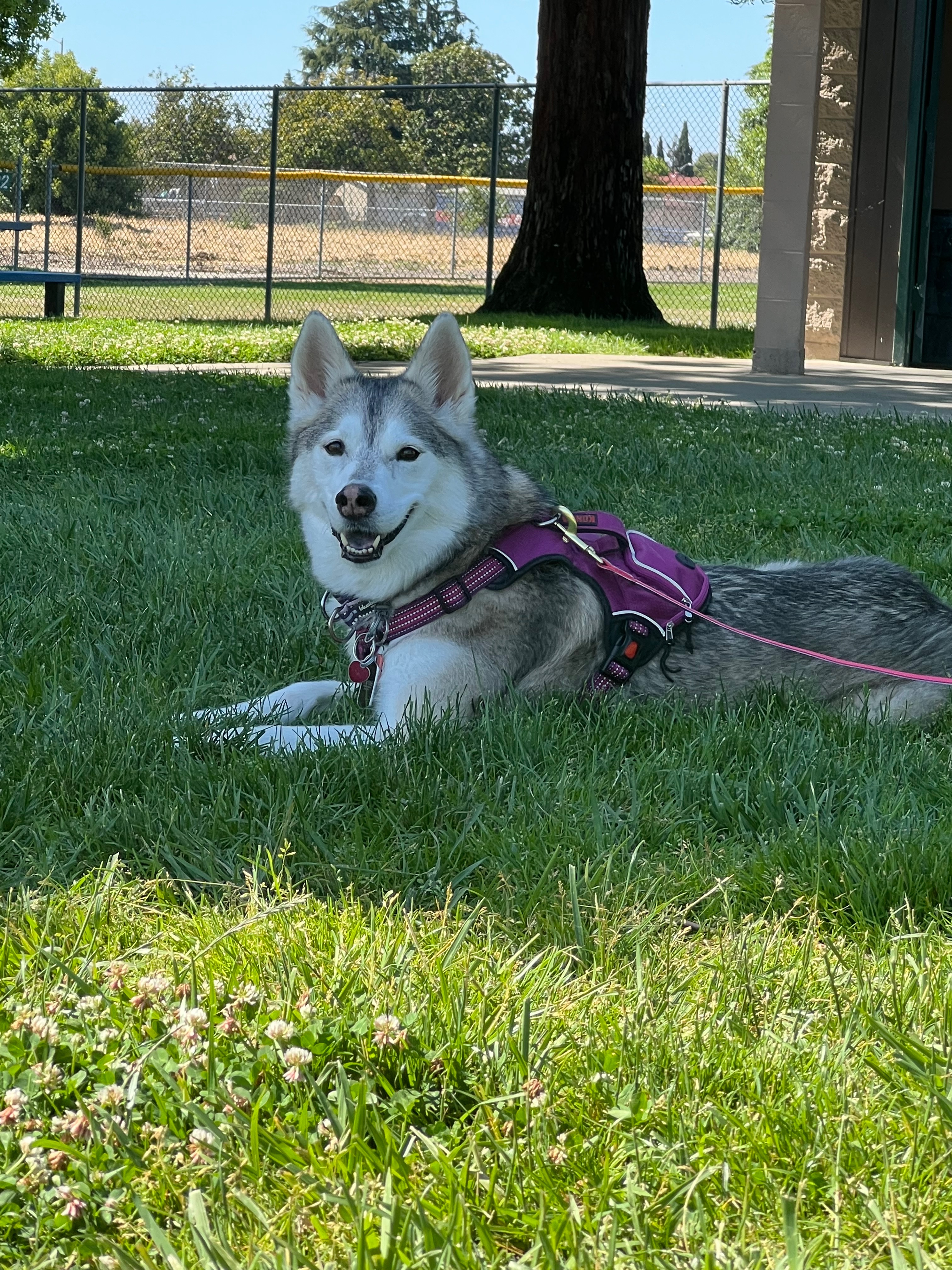 Help Jade, Our Brave Husky, Walk Again After Injury campaign photo, 7 of 8