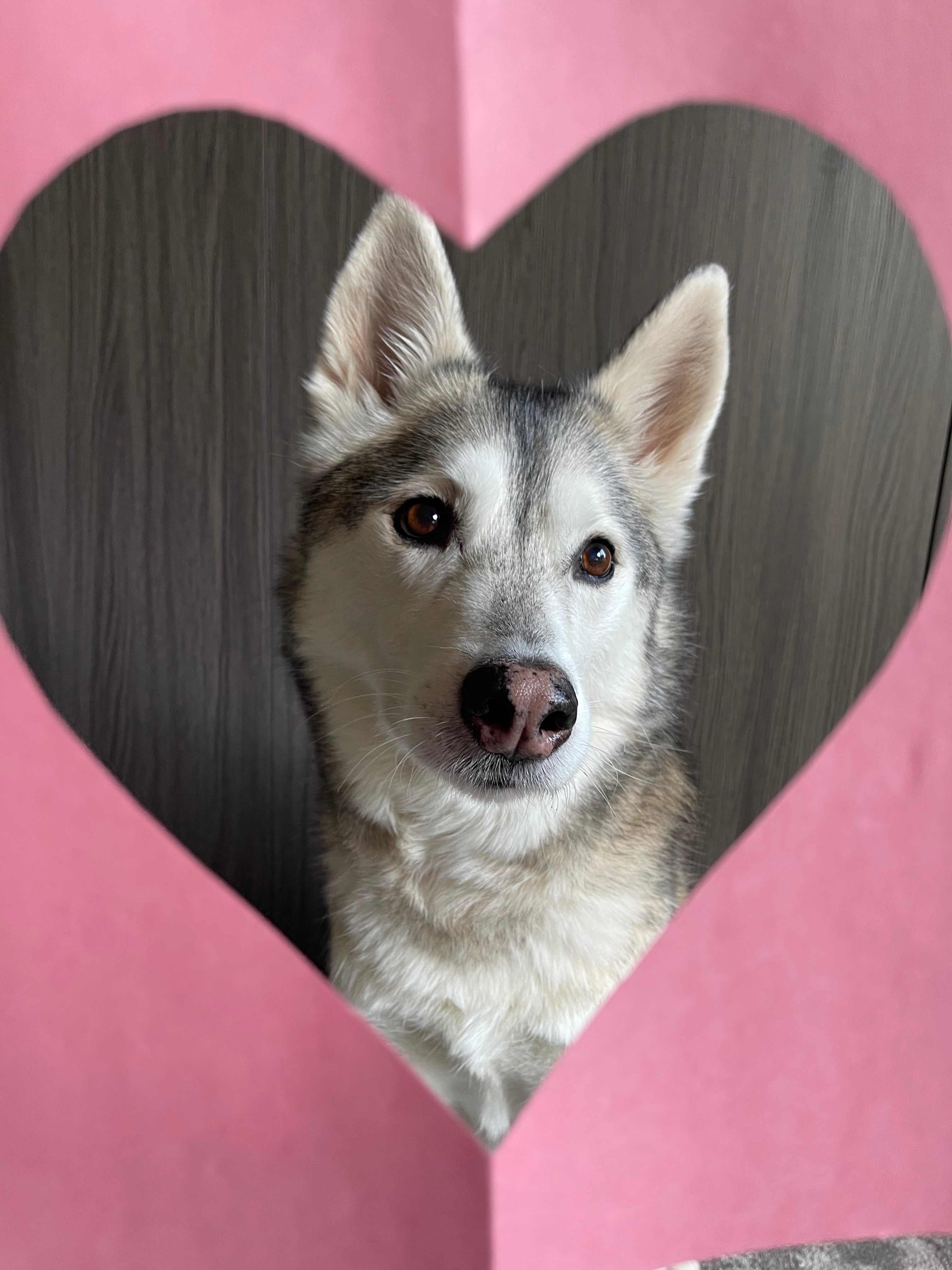 Help Jade, Our Brave Husky, Walk Again After Injury campaign photo, 2 of 8