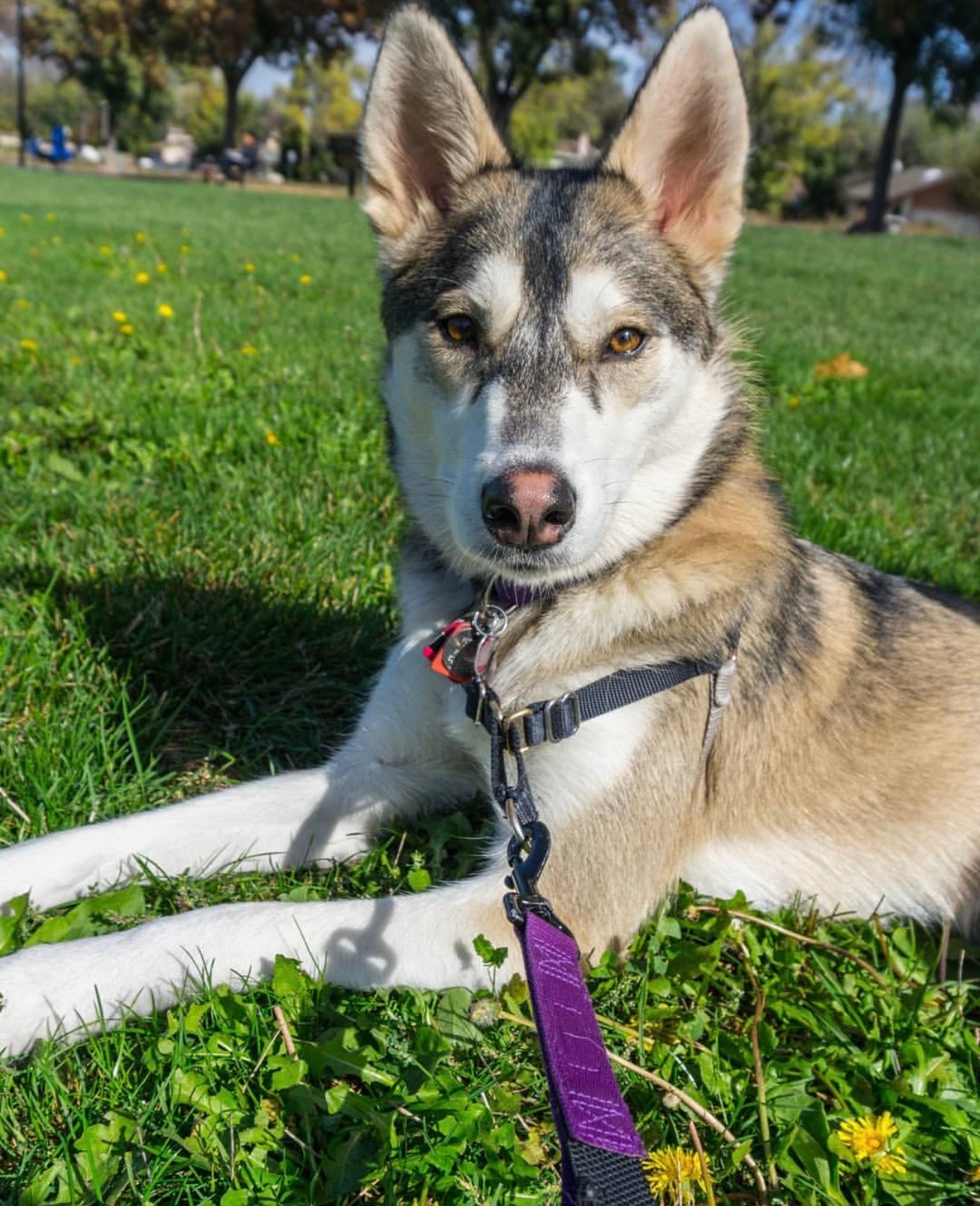 Help Jade, Our Brave Husky, Walk Again After Injury campaign photo, 4 of 8