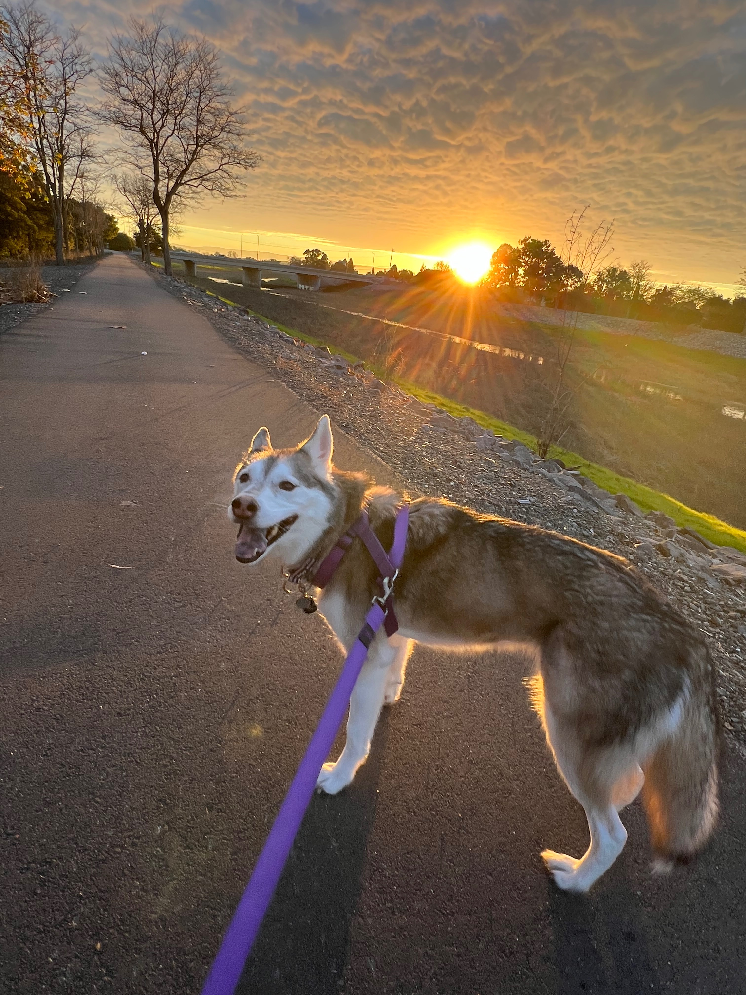 Help Jade, Our Brave Husky, Walk Again After Injury campaign photo, 5 of 8