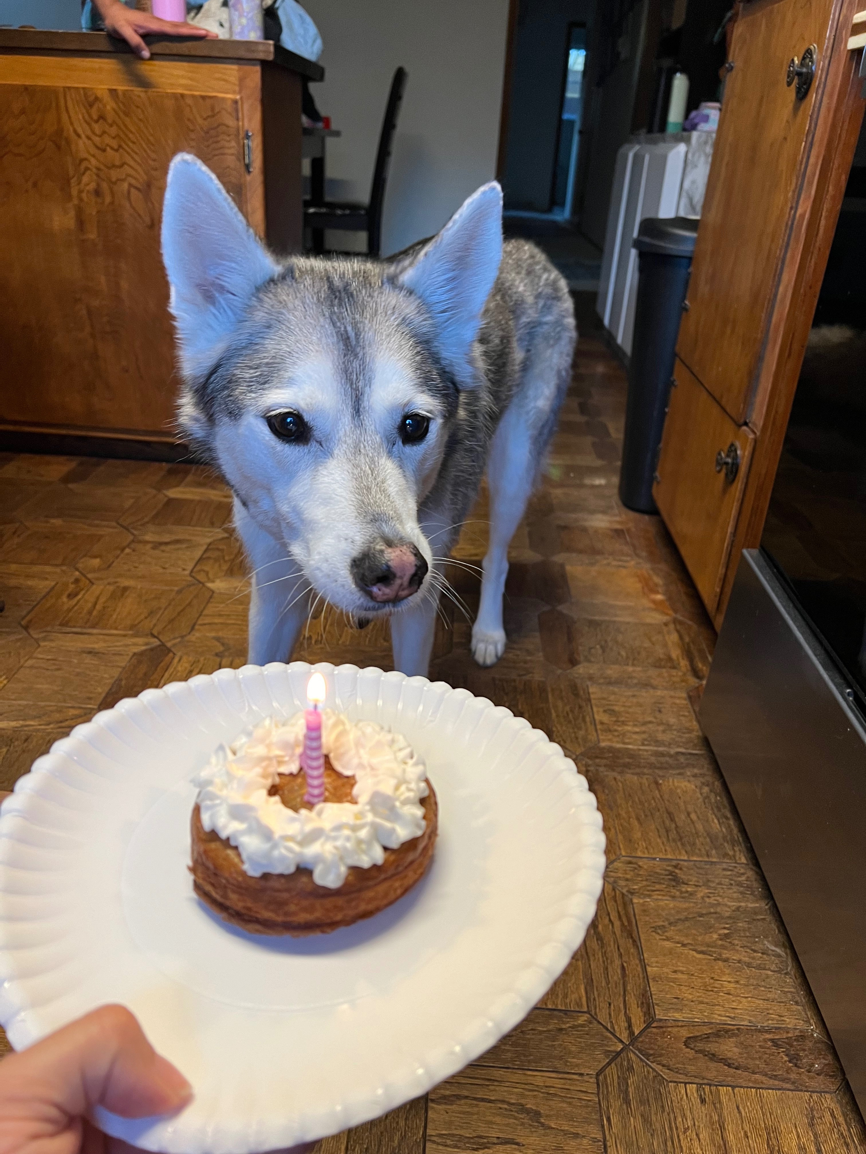Help Jade, Our Brave Husky, Walk Again After Injury campaign photo, 6 of 8
