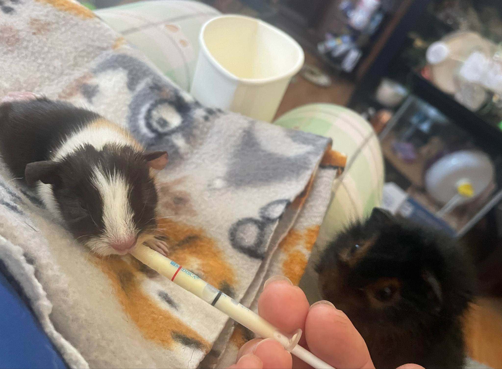 Help The Rescue Garden Save the Forgotten Small Animals! campaign photo, 7 of 8