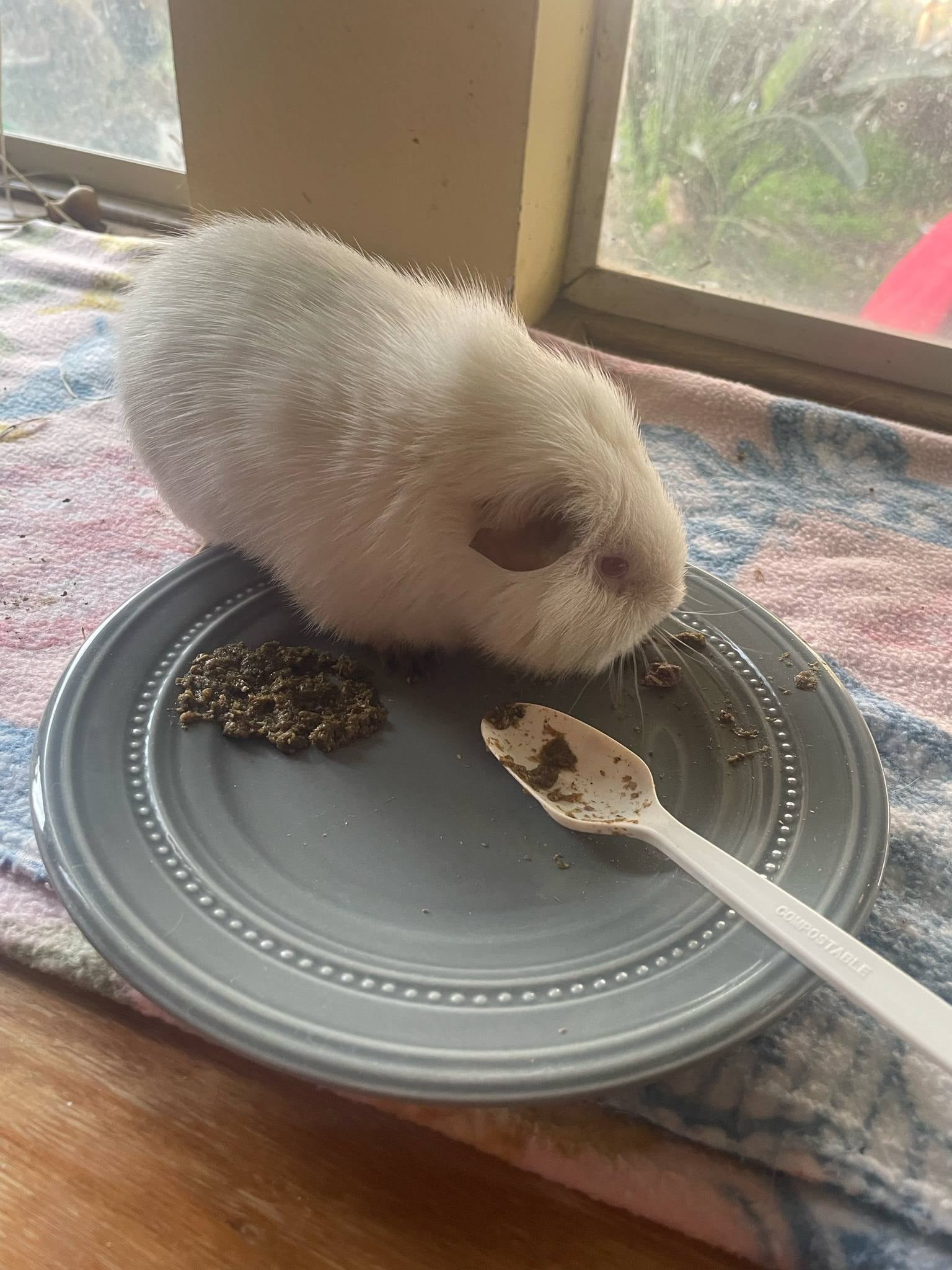 Help The Rescue Garden Save the Forgotten Small Animals! campaign photo, 2 of 8