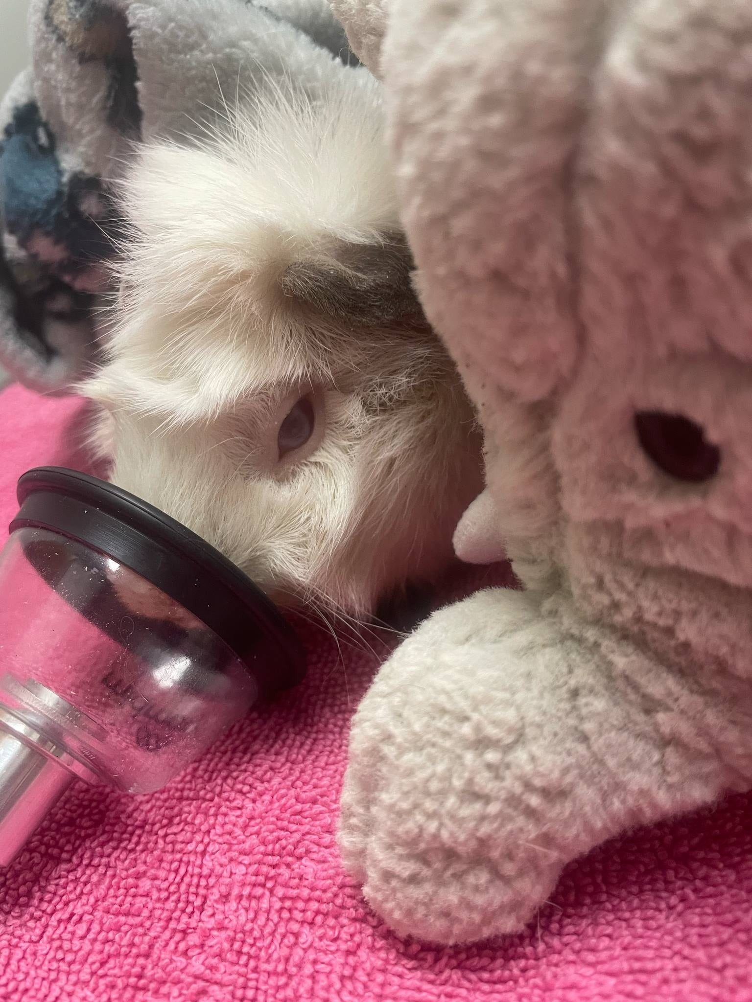 Help The Rescue Garden Save the Forgotten Small Animals! campaign photo, 4 of 8