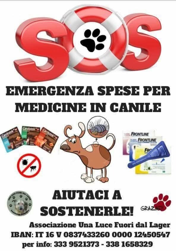Cure cani rifugio campaign photo, 2 of 4