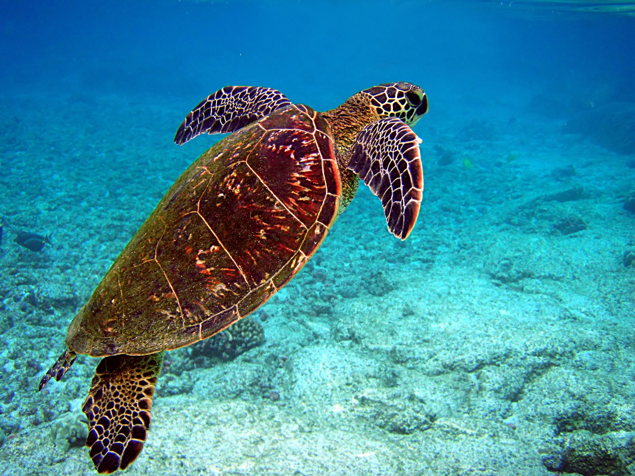 Save the turtles in Costa Rica campaign photo, 2 of 4