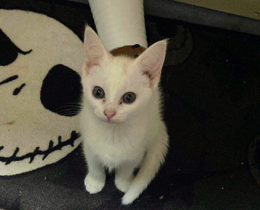 Donate to Emily's Cat Cafe and Rescue Mission campaign photo, 4 of 5