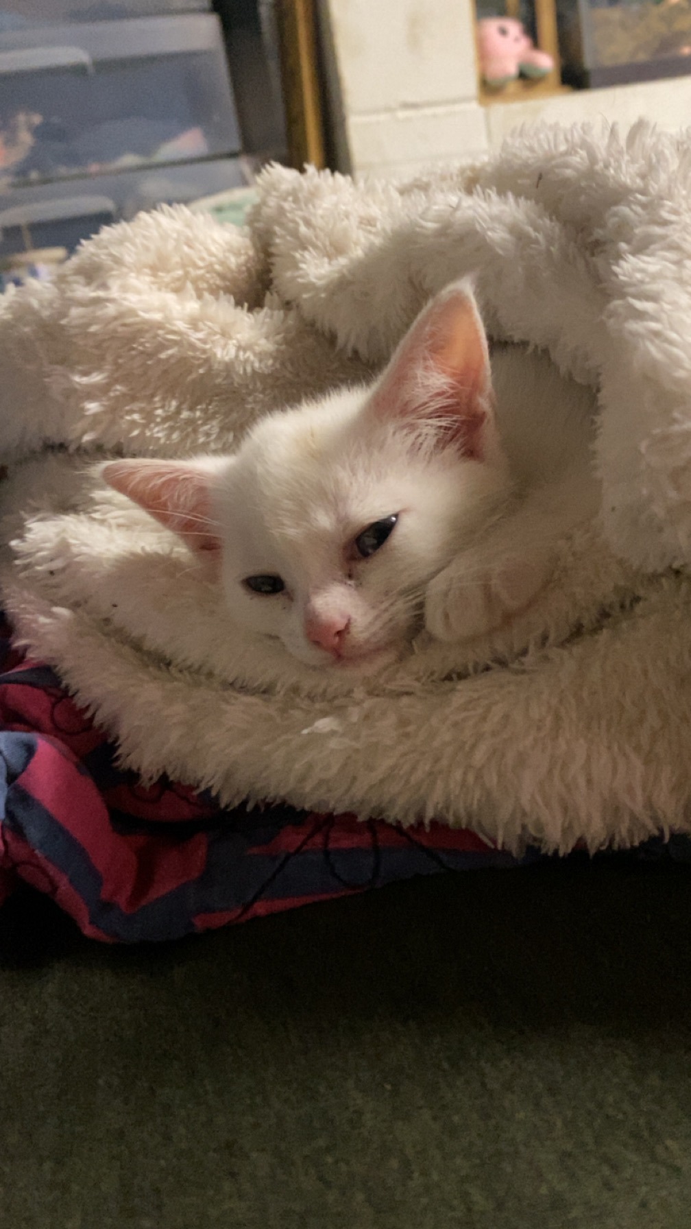 Donate to Emily's Cat Cafe and Rescue Mission campaign photo, 2 of 5