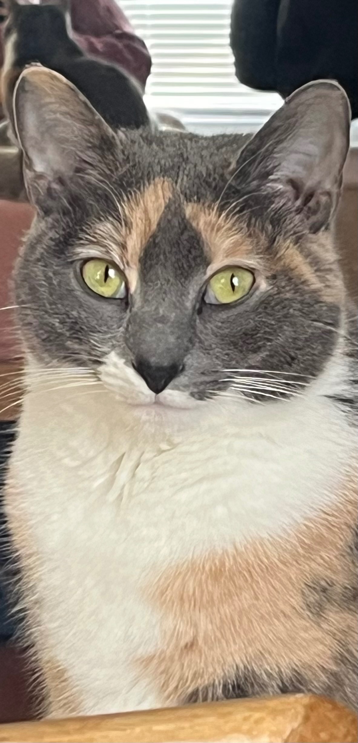 Help Pay for Sushi's Dental Surgery campaign photo, 6 of 7