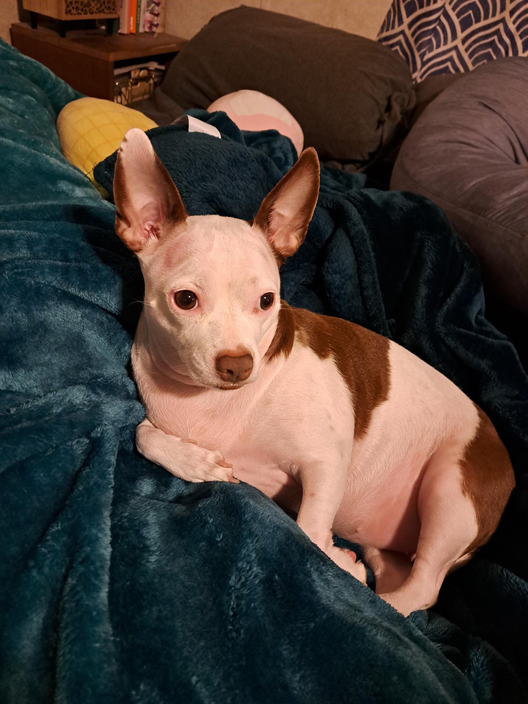 Help Stella Fight ITP – Emergency Treatment Needed campaign photo, 5 of 6