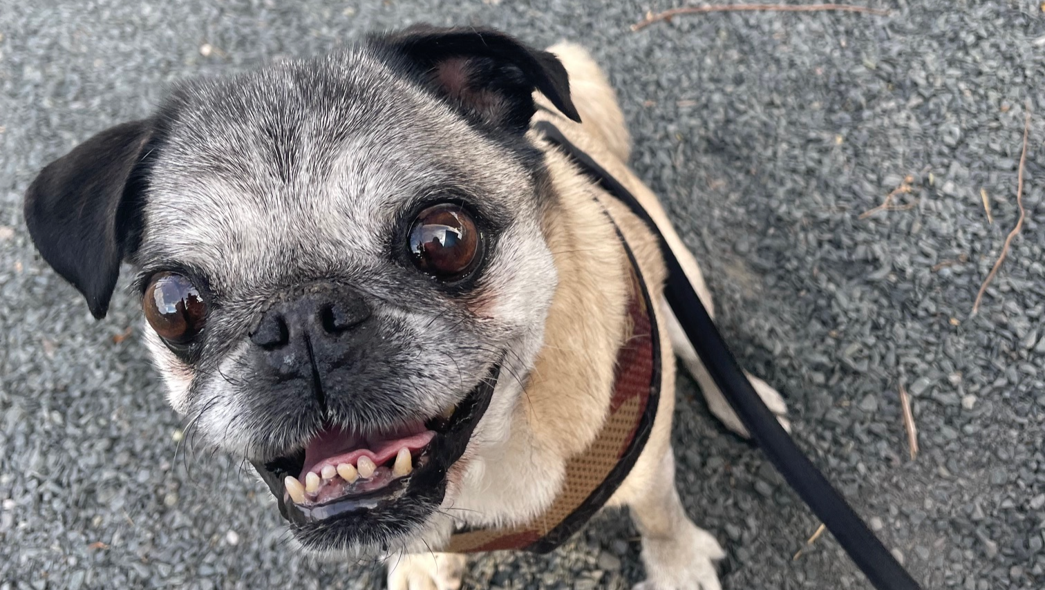 Our Beloved Rococo Needs Your Help photo