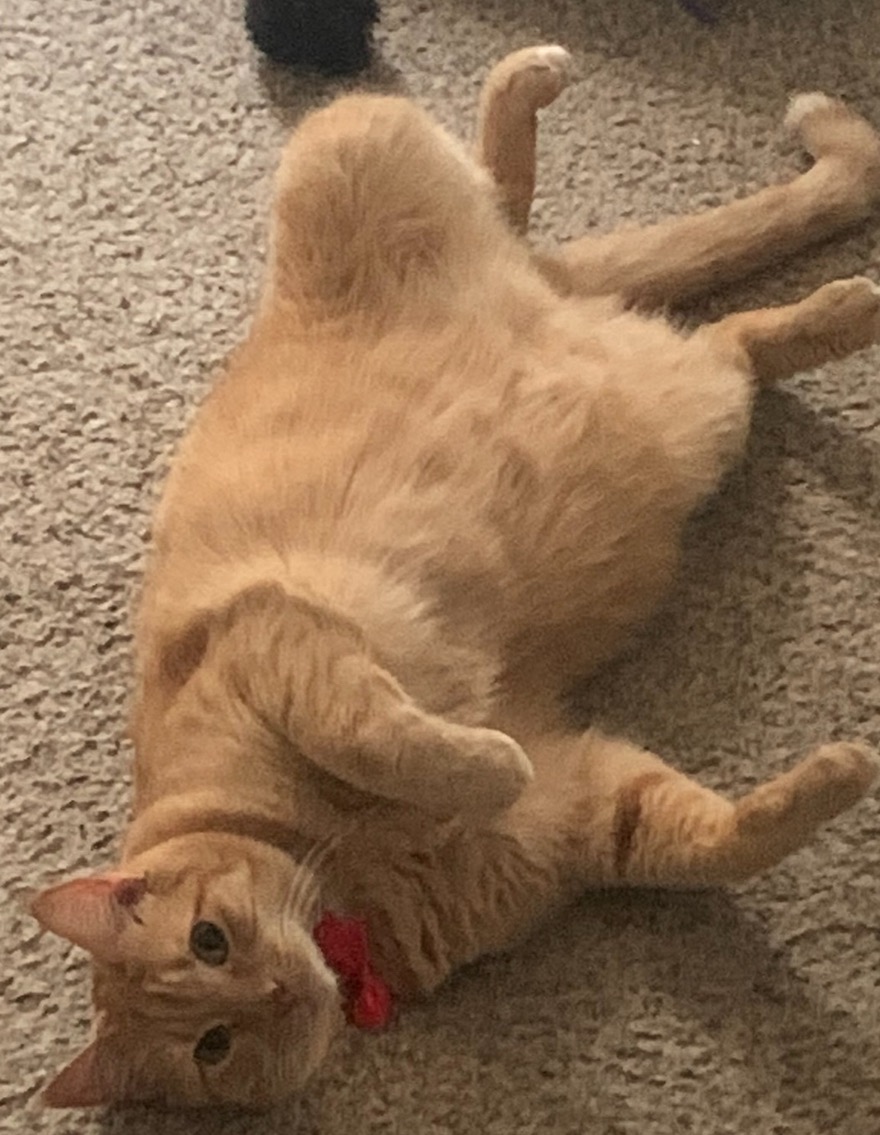 Help Clover Get His Life-Saving Transfusion campaign photo, 4 of 5