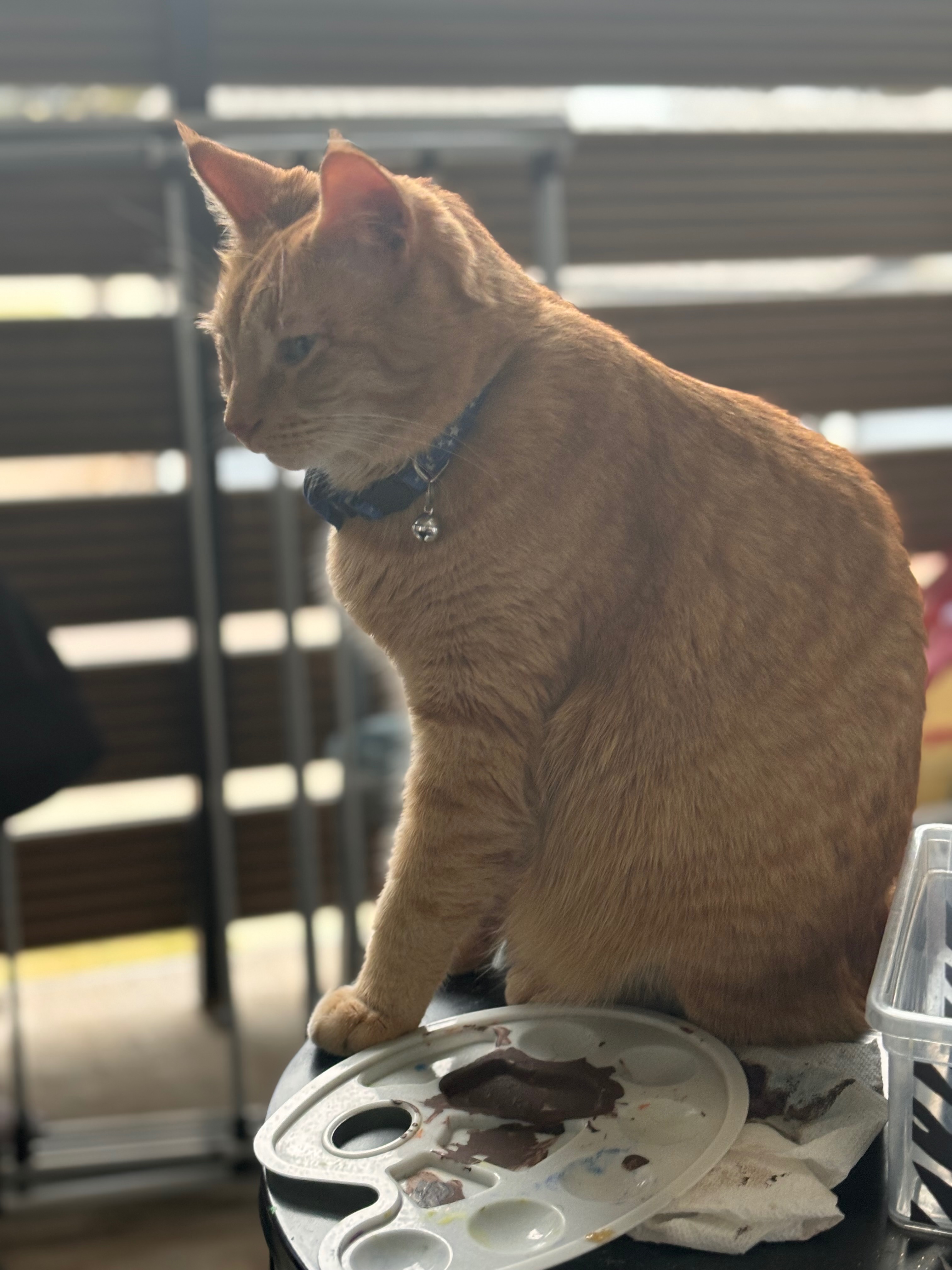 Help Clover Get His Life-Saving Transfusion campaign photo, 2 of 5