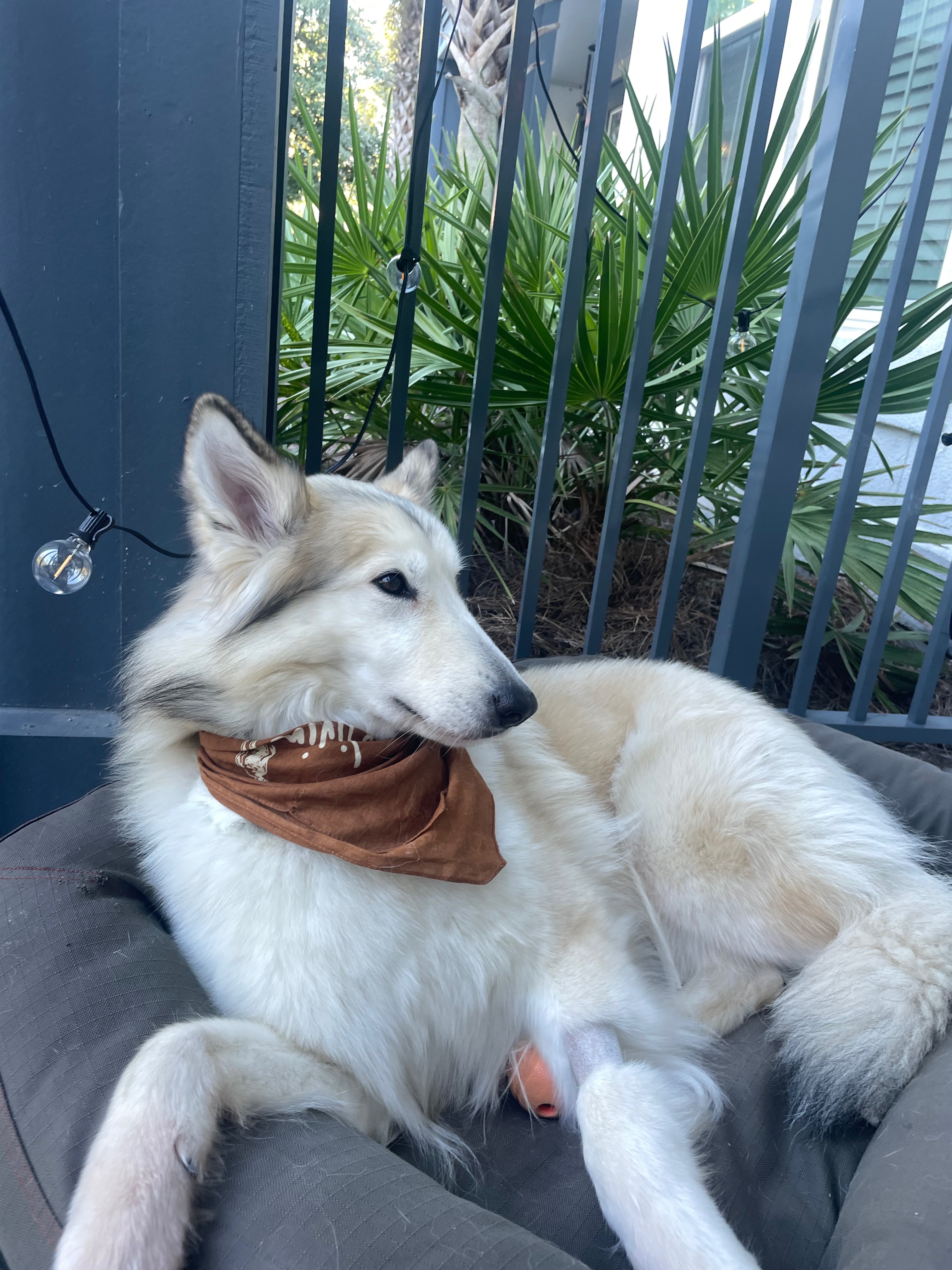 Help Save Ember's Sight: Puppy Cataract Surgery campaign photo, 2 of 7