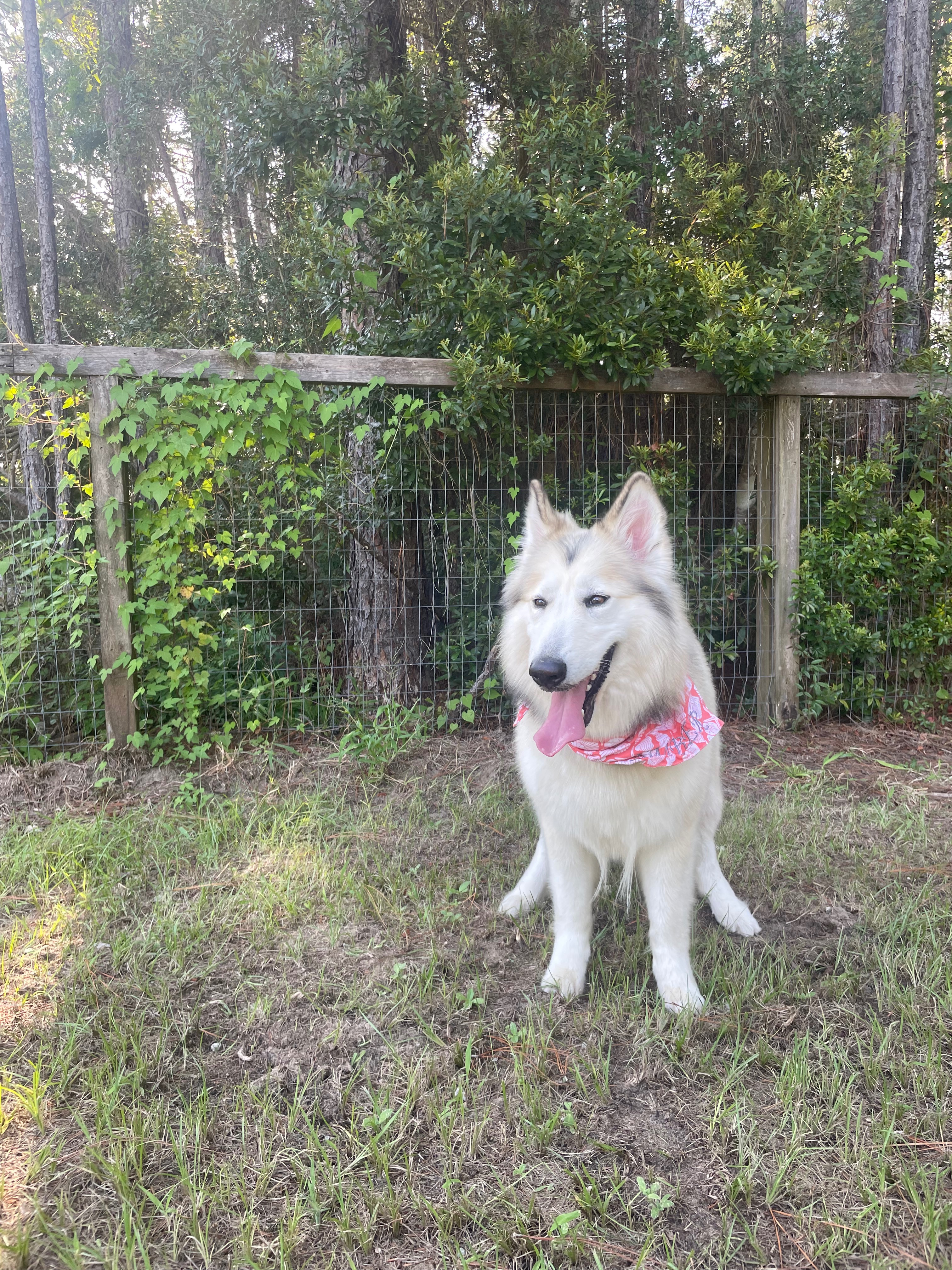 Help Save Ember's Sight: Puppy Cataract Surgery campaign photo, 5 of 7